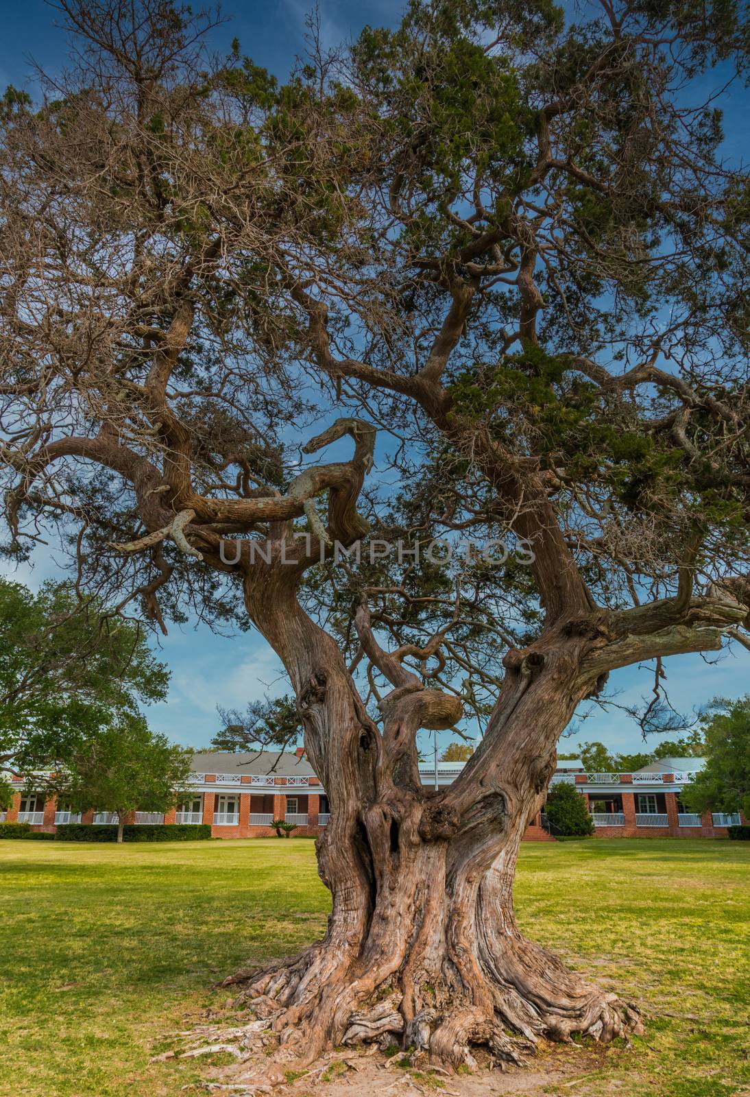 A massive live oak tree in southern Georgia