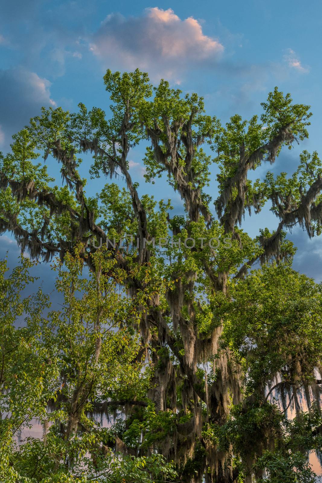 Spanish Moss growing on old oak trees in the southern United States