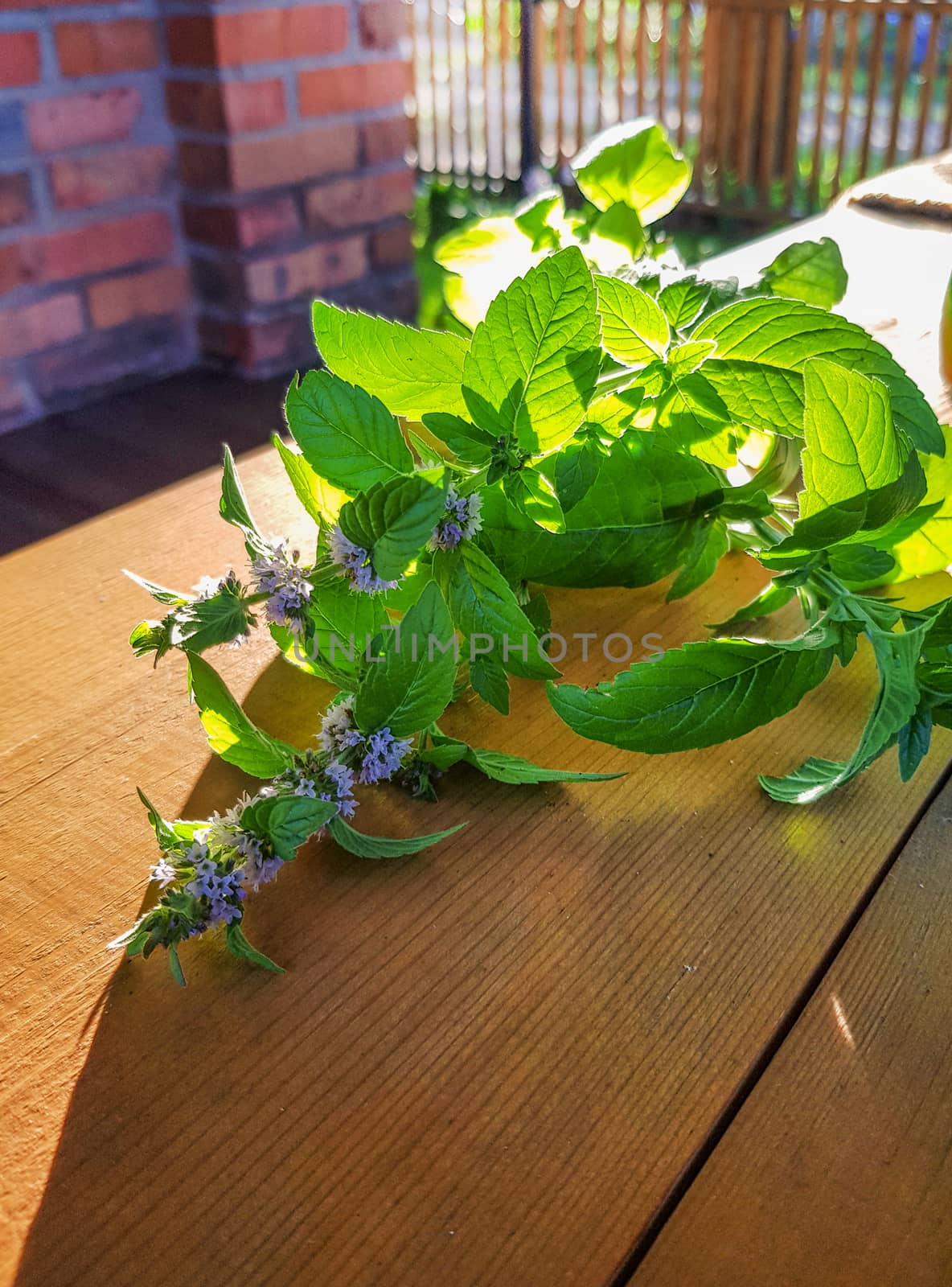 Blooming sprig of mint on a wooden background, evening Sunny Golden light, outdoor, close-up, romantic.