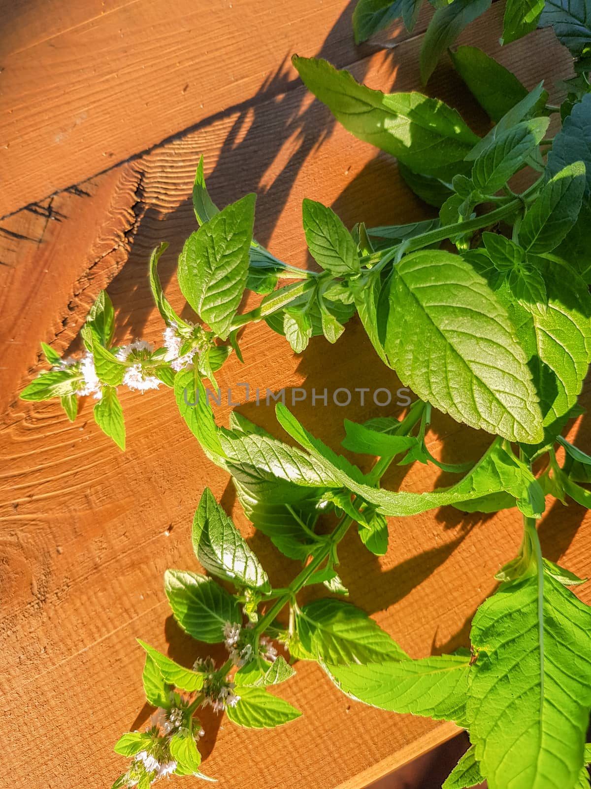 Blooming sprig of mint on a wooden background, evening Sunny Golden light, outdoor, close-up, romantic by claire_lucia