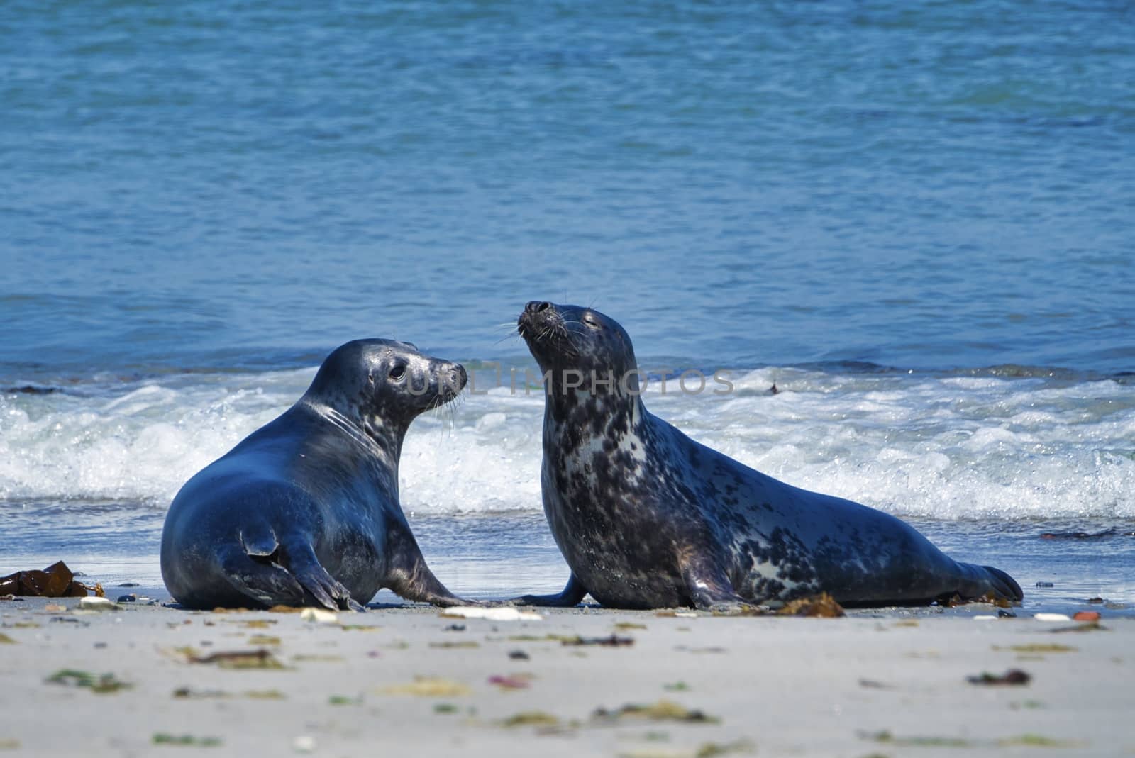 Wijd Grey seal on the north beach of Heligoland - island Dune i- Northsea - Germany