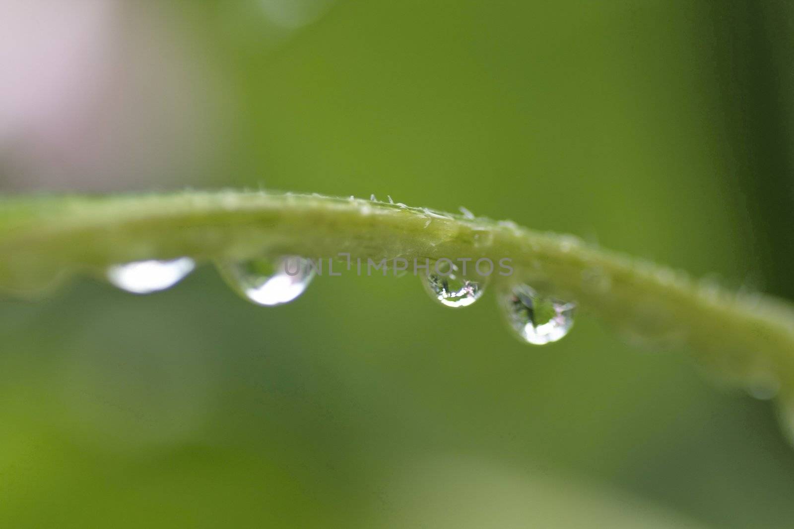 Raindrop by Bullysoft