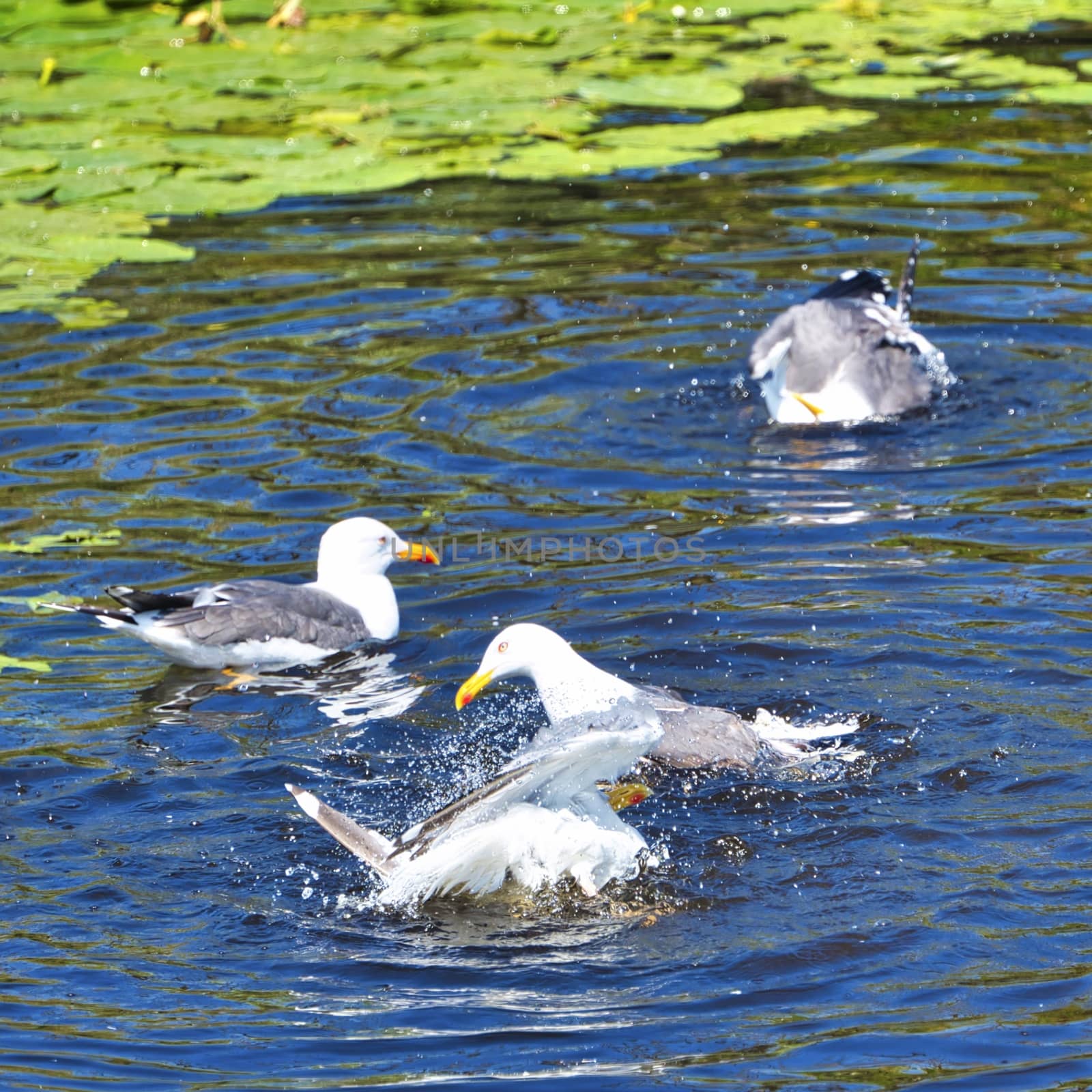 Group ofeuropean herring gull on heligoland - island Dune - cleaning feather in sweet water pond - Larus argentatus