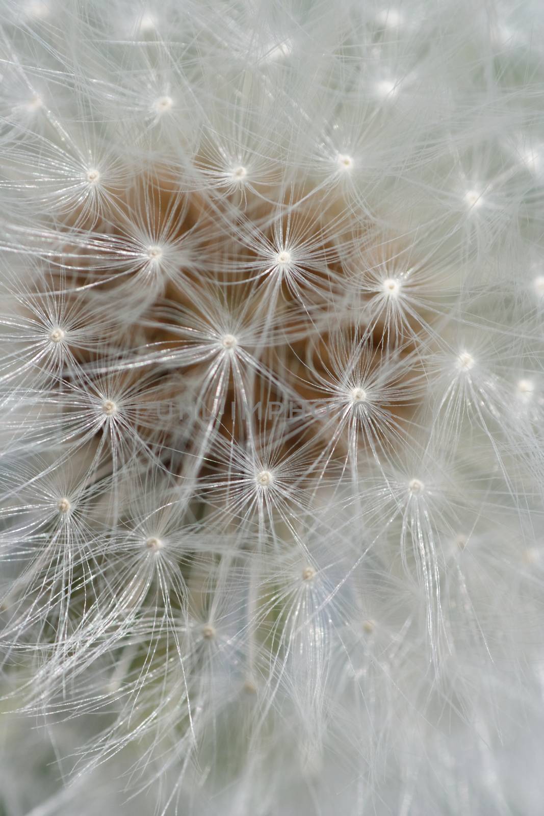 Dandelion by Bullysoft