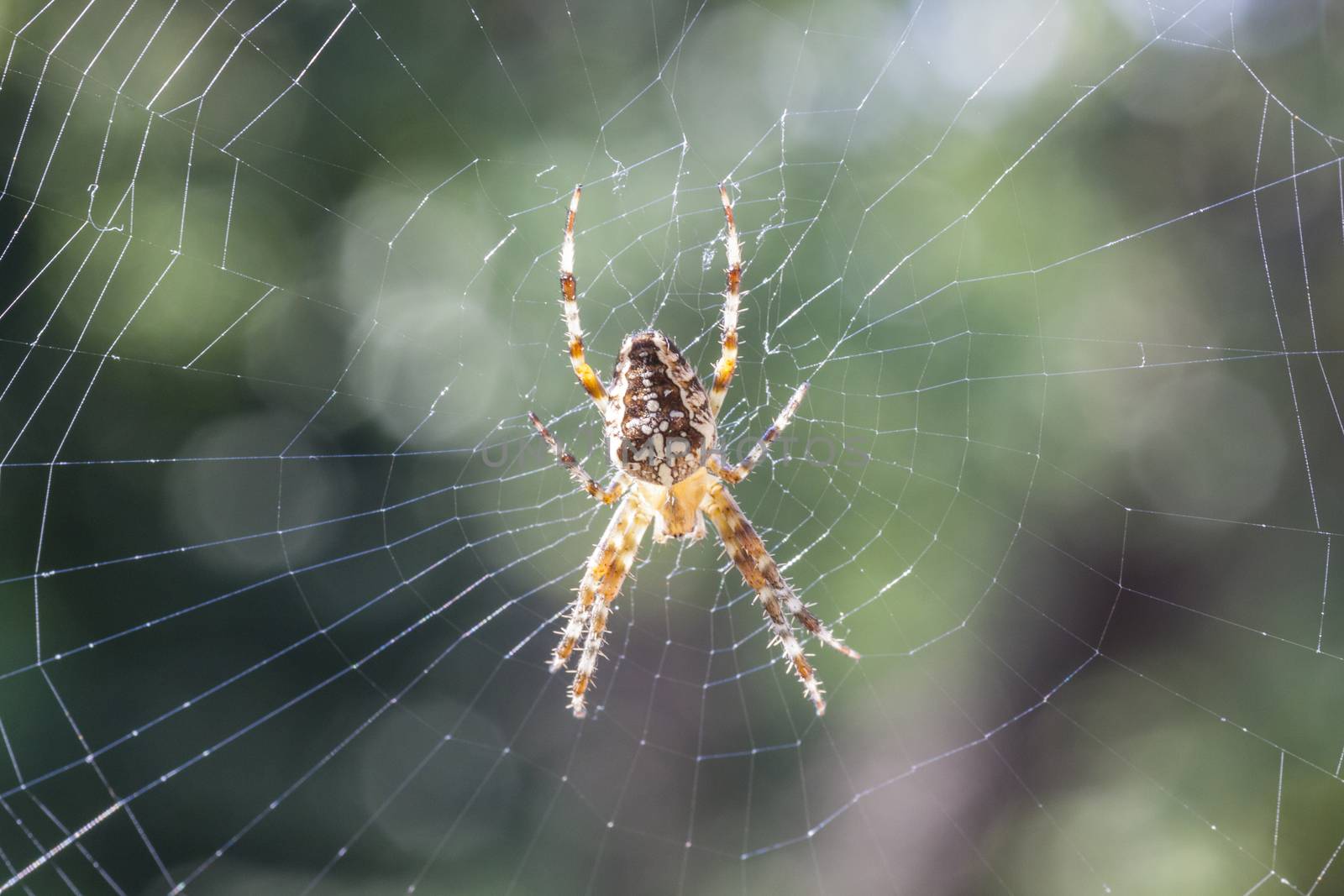 small brown spider in the sun - close-up - Araneus diadematu