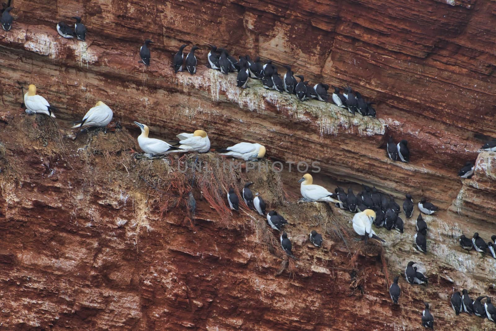 common murre colony - common guillemot on the red Rock in the northsea - Heligoland - Germany -Uria aalge