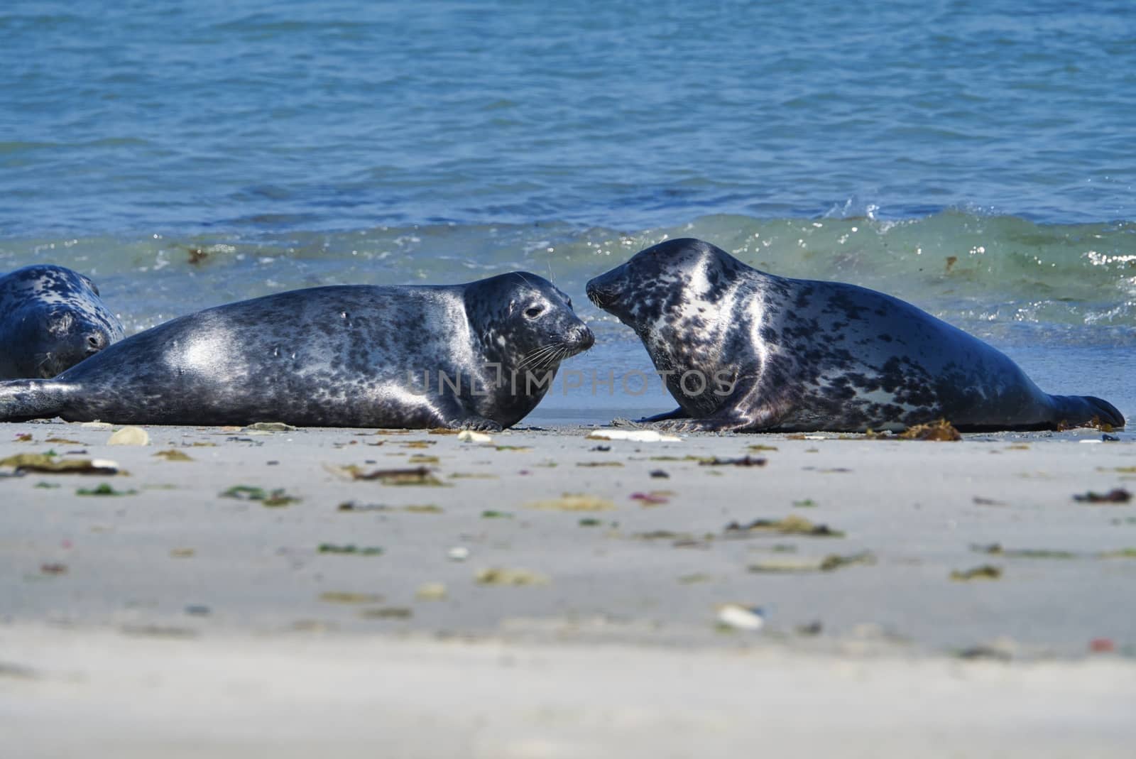 Grey seal on the beach of Heligoland - island Dune by Bullysoft