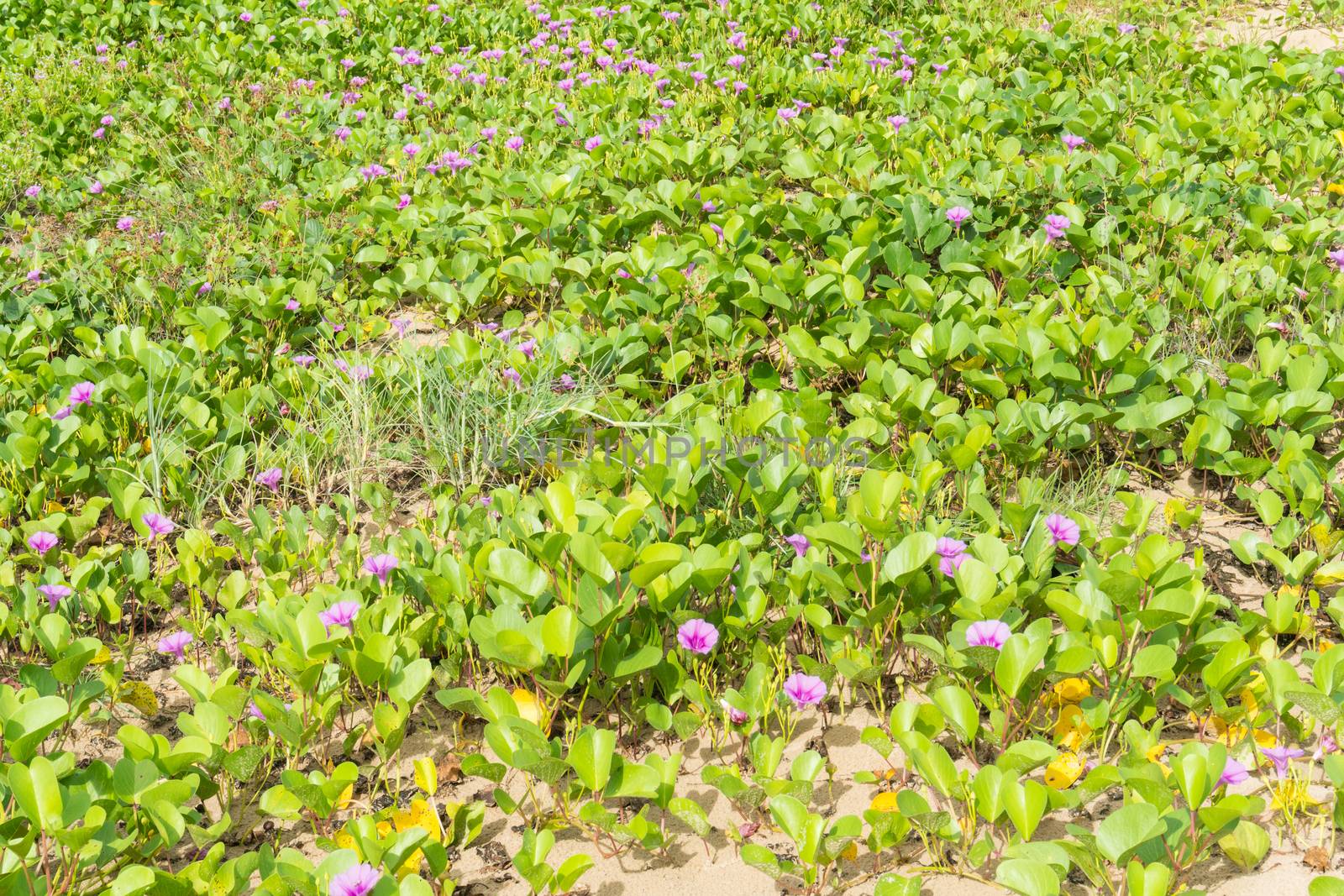Beach Morning Glory or Goat's Foot Creeper texture background on the beach. Natural beach morning glory or Goat's foot creeper