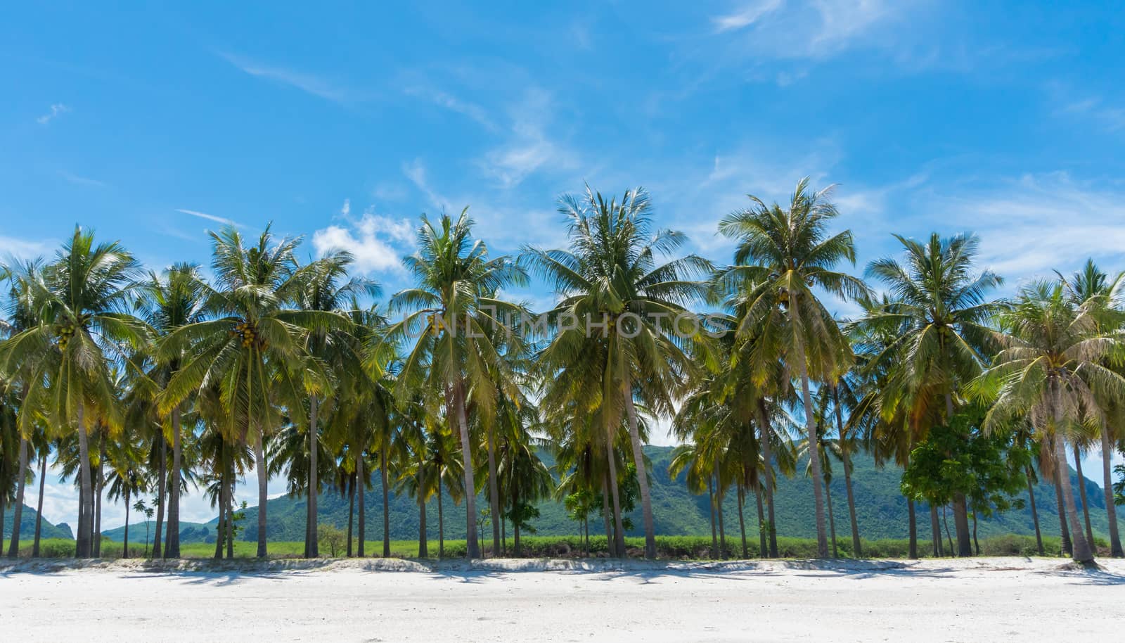 Coconut tree and blue sky and mountain or hill on Sam Phraya Beach Prachuap Khiri Khan Thailand. Landscape or scenery in natural for summer 
concept