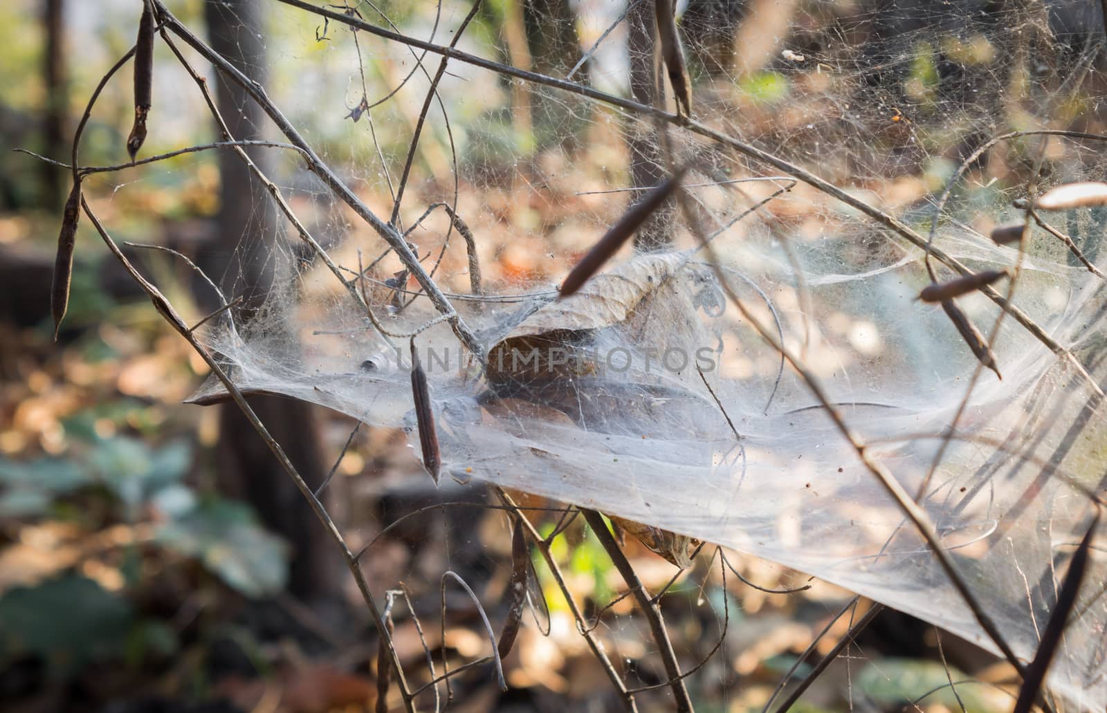 Spider and Cobweb in Forest with Dried Tree Branch and Leaves by steafpong