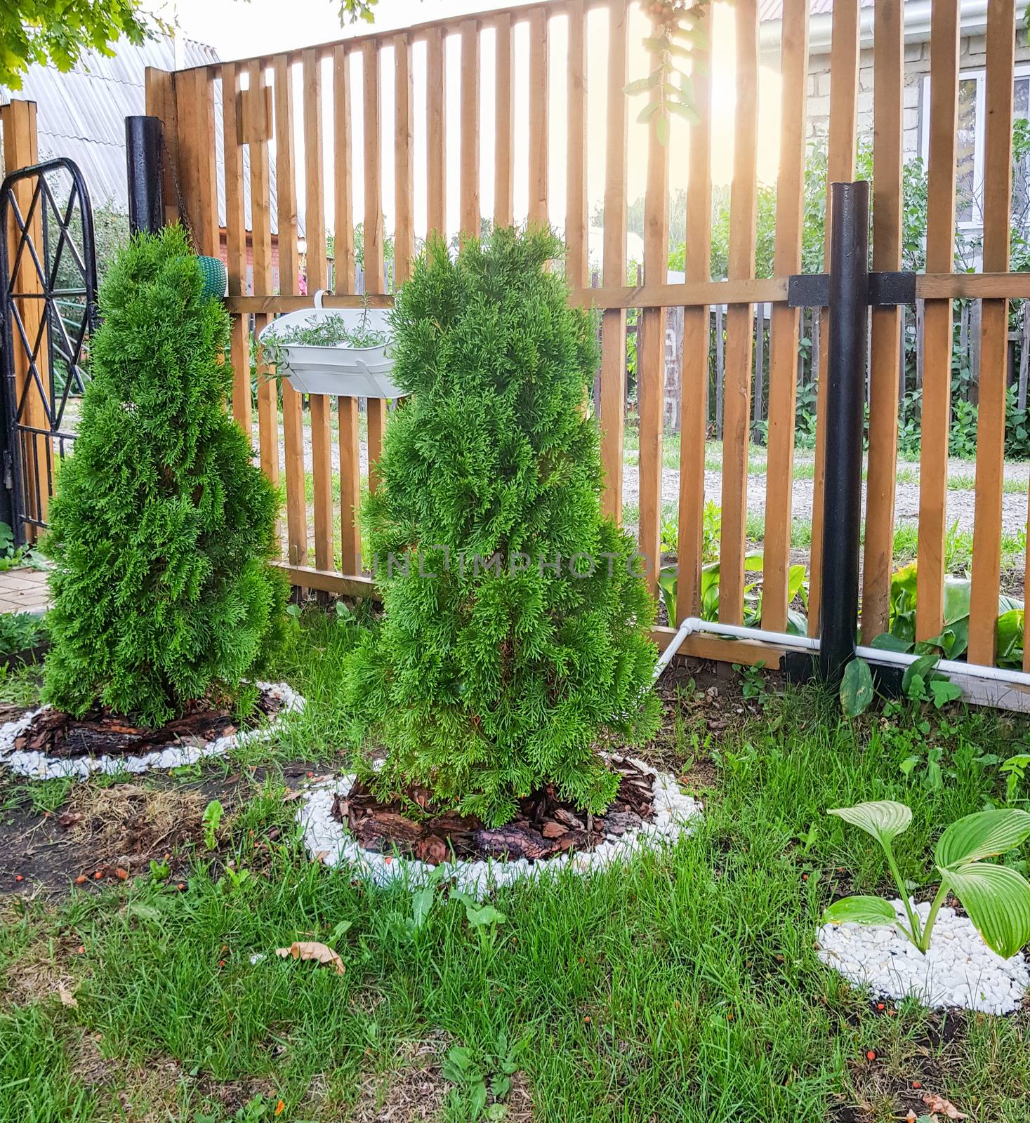 New wooden fence, green lawn, low thuja trees with decorative flowerbeds, beautiful garden in a country house, sunlight, summer day.