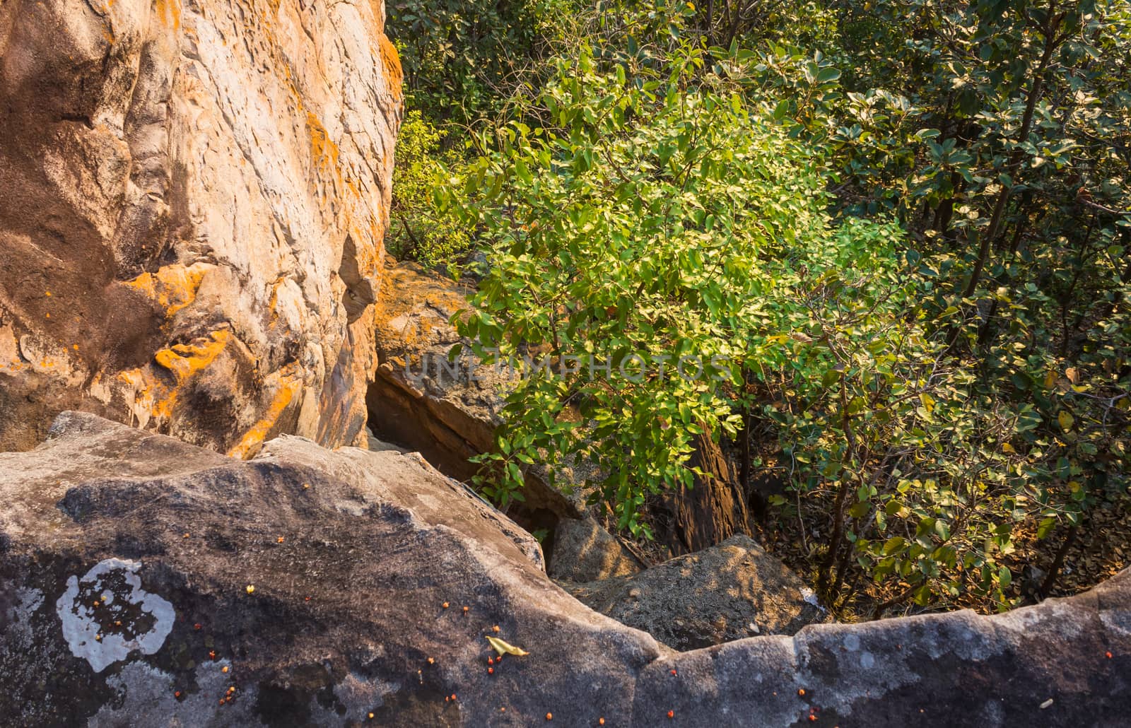 Tree and Stone or Rock Mountain Hill at Pha Hua Rue Cliff Phayao Attractions Thailand. Natural rock or stone cliff at Pha Hua Rue Phayao northern Thailand travel