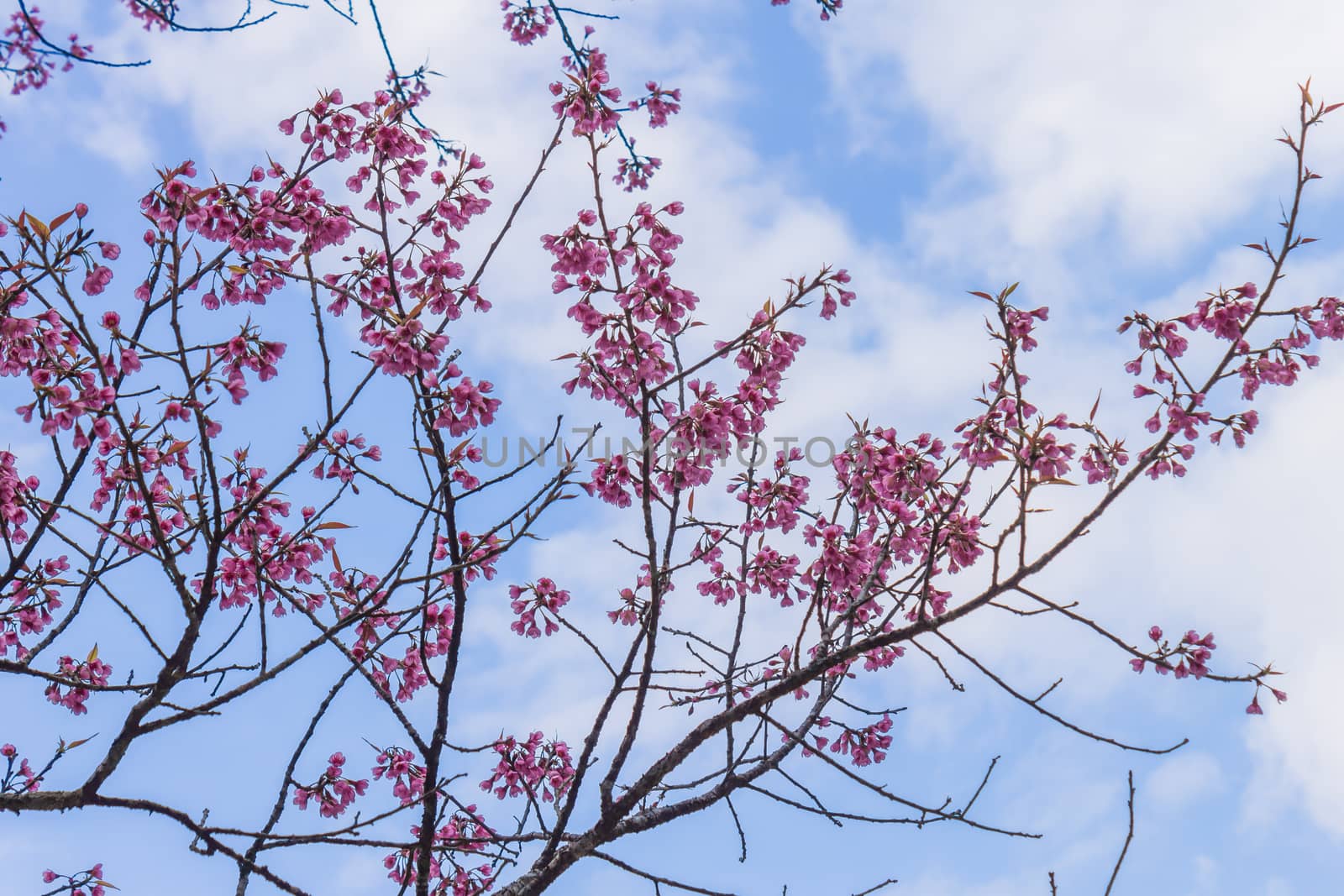 Prunus Cerasoides or Cherry Blossom or Sakura Flower on Blue Sky Background Phi Chi Fa Forest Park. Cherry blossom or sakura flower on mountain at Phu Chi Fa Forest Park Chiang Rai 
northern Thailand travel