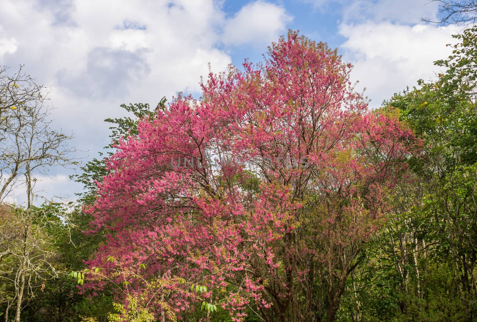 Prunus Cerasoides or Cherry Blossom or Sakura Tree on Blue Sky Background Phi Chi Fa Forest Park Wide. Cherry blossom or sakura flower on mountain at Phu Chi Fa Forest Park Chiang Rai 
northern Thailand travel