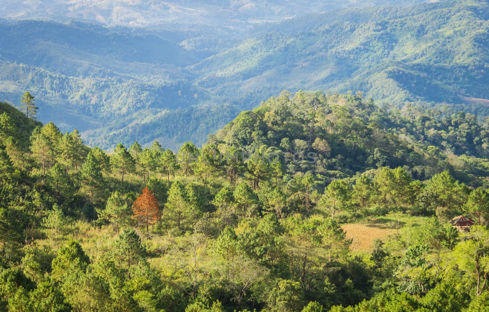 Outstanding Dried Tree Among Green Tree Forest Left Frame with Mountain Background. Outstanding Dried Tree at Lan Hin Lan Pee View Point Phu Langka National Park Phayao Northern 
Thailand Travel