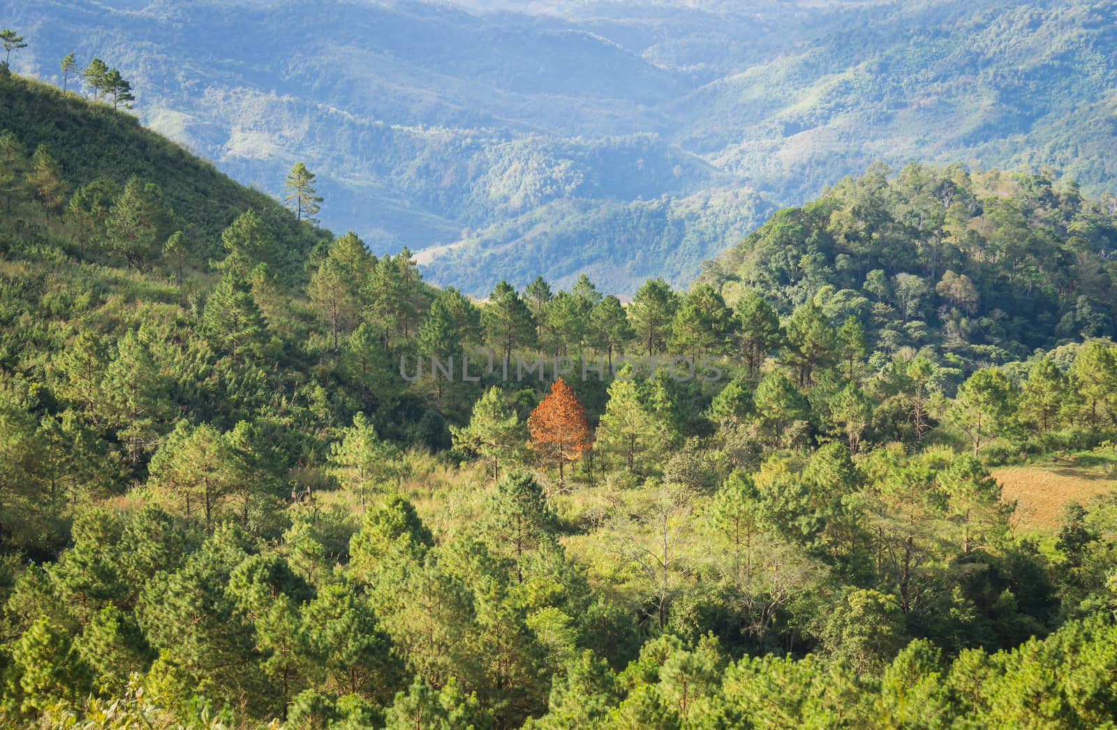 Outstanding Dried Tree Among Green Tree Forest with Mountain Background. Outstanding Dried Tree at Lan Hin Lan Pee View Point Phu Langka National Park Phayao Northern 
Thailand Travel