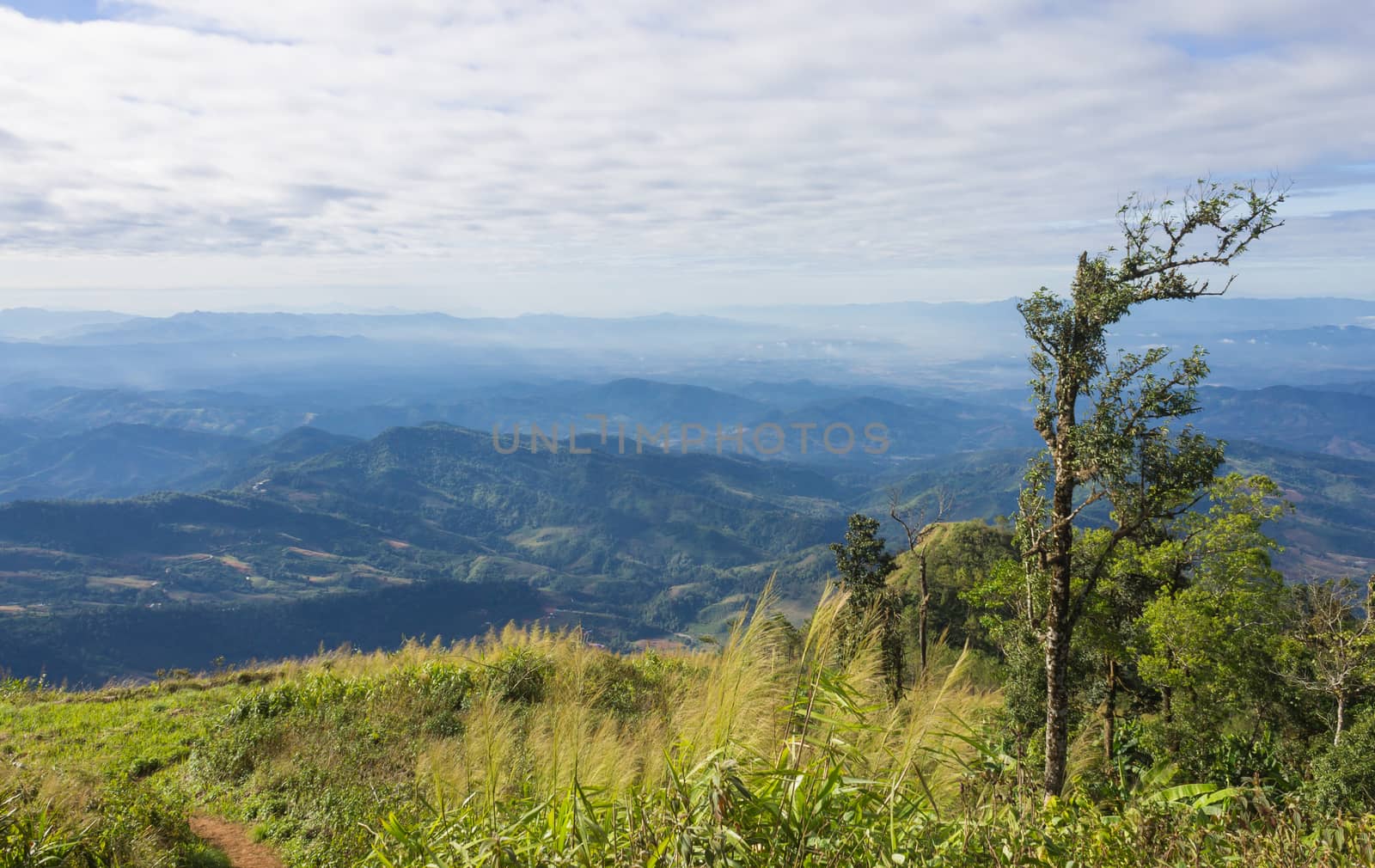 Tree on Mountain with Grass Field Sky Cloud at Phu Langka National Park Phayao Thailand. Landscape tree with blue sky cloud hill and grass at Phu Langka national park Phayao 
northern Thailand travel