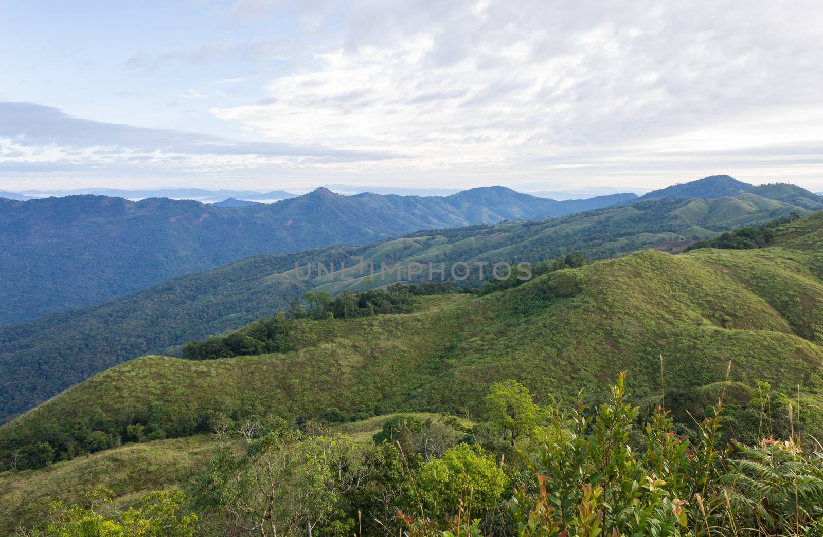 3 Tree Mountain at Phu Langka National Park View Point Tree Foreground. 3 mountain rim with cloud and sky at Phu Langka national park view point. Northern Thailand 
travel