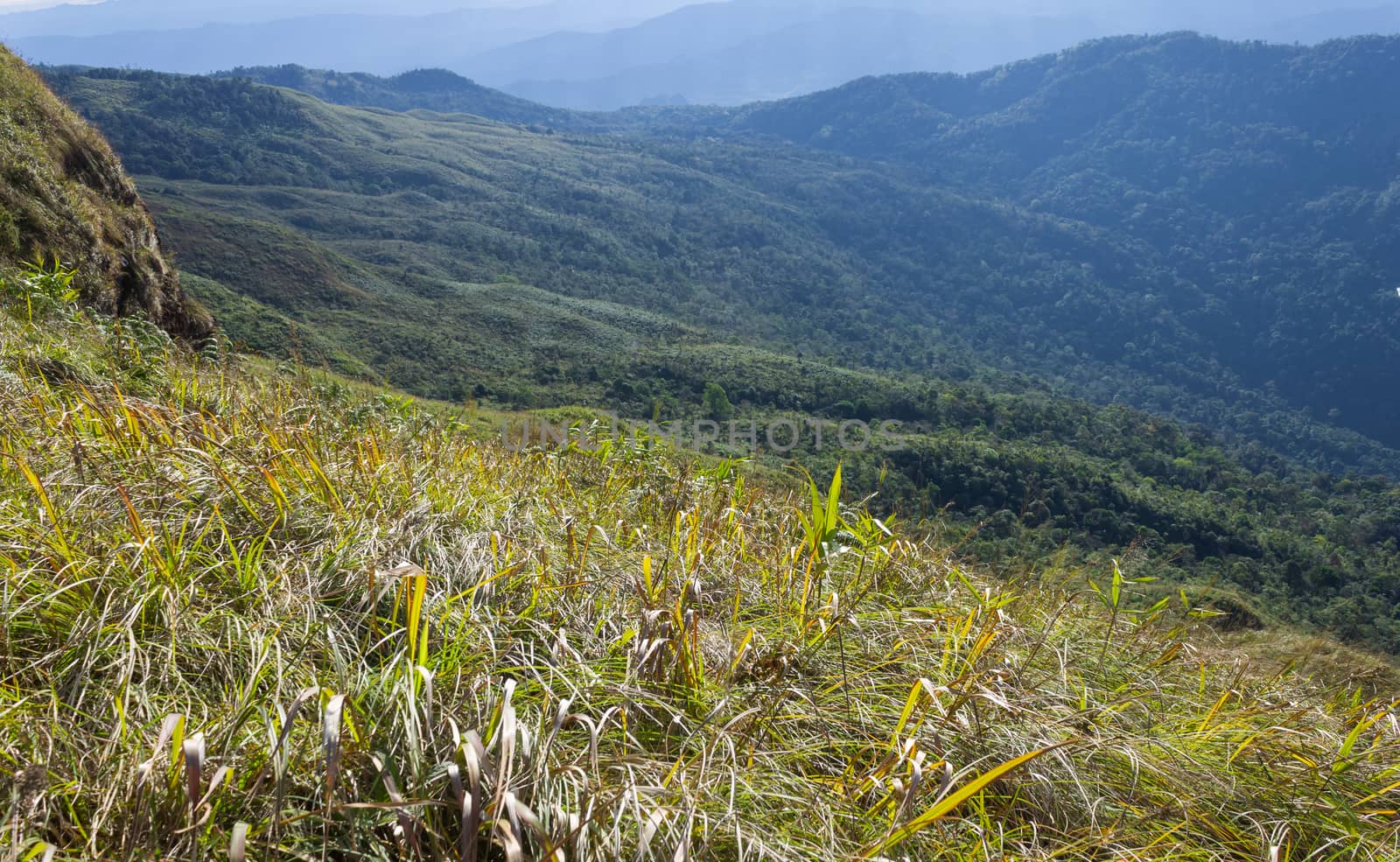 Grass Field at Phu Lanka Mountain National Park Phayao Thailand Travel Zoom. Yellow grass field on Phu Langka mountain and green tree Phayao Thailand travel. Northern Thailand 
travel