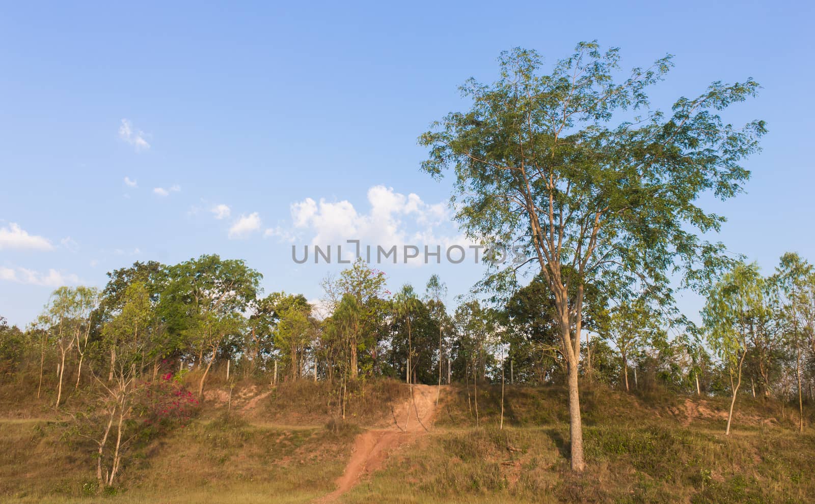 Tree on Small Hill with Blue Sky and Road Right Frame by steafpong