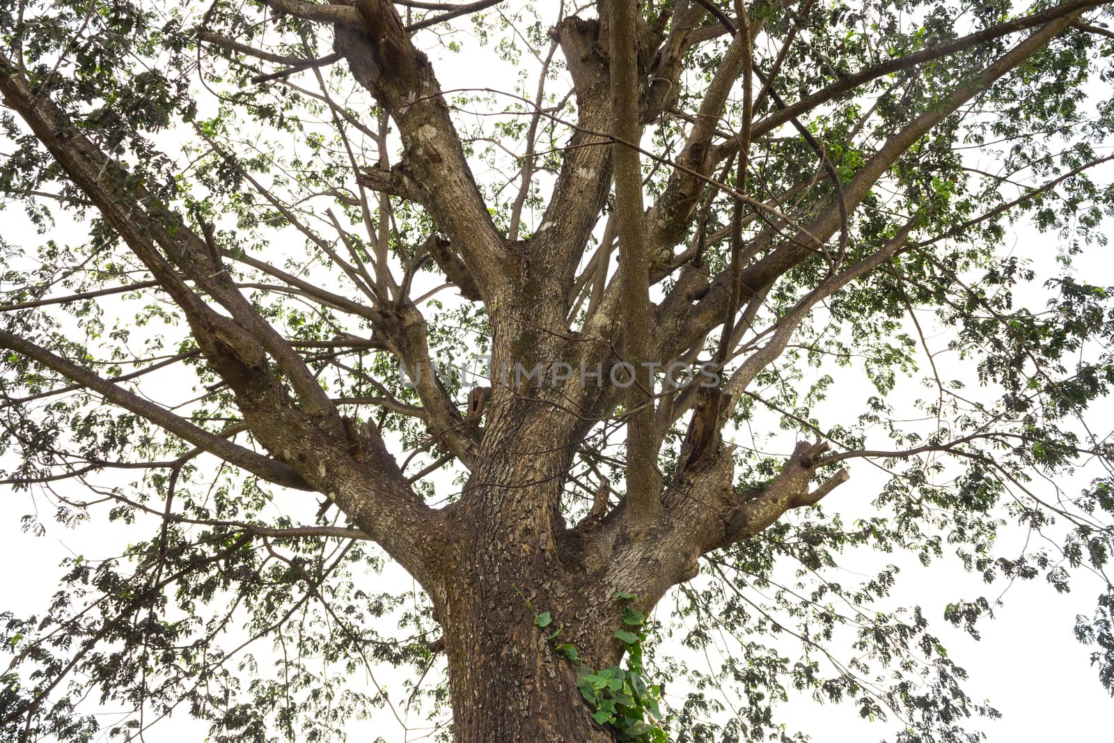 Old rain tree with small green leaf. Branch of classic tree and treetop.