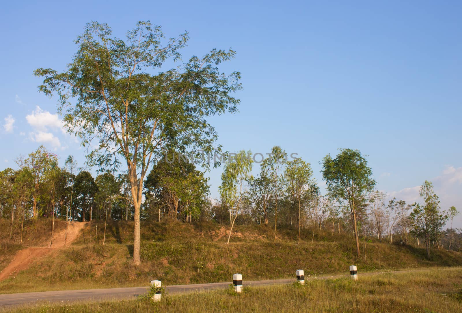 Tree on Small Hill with Blue Sky and Road Left Frame by steafpong