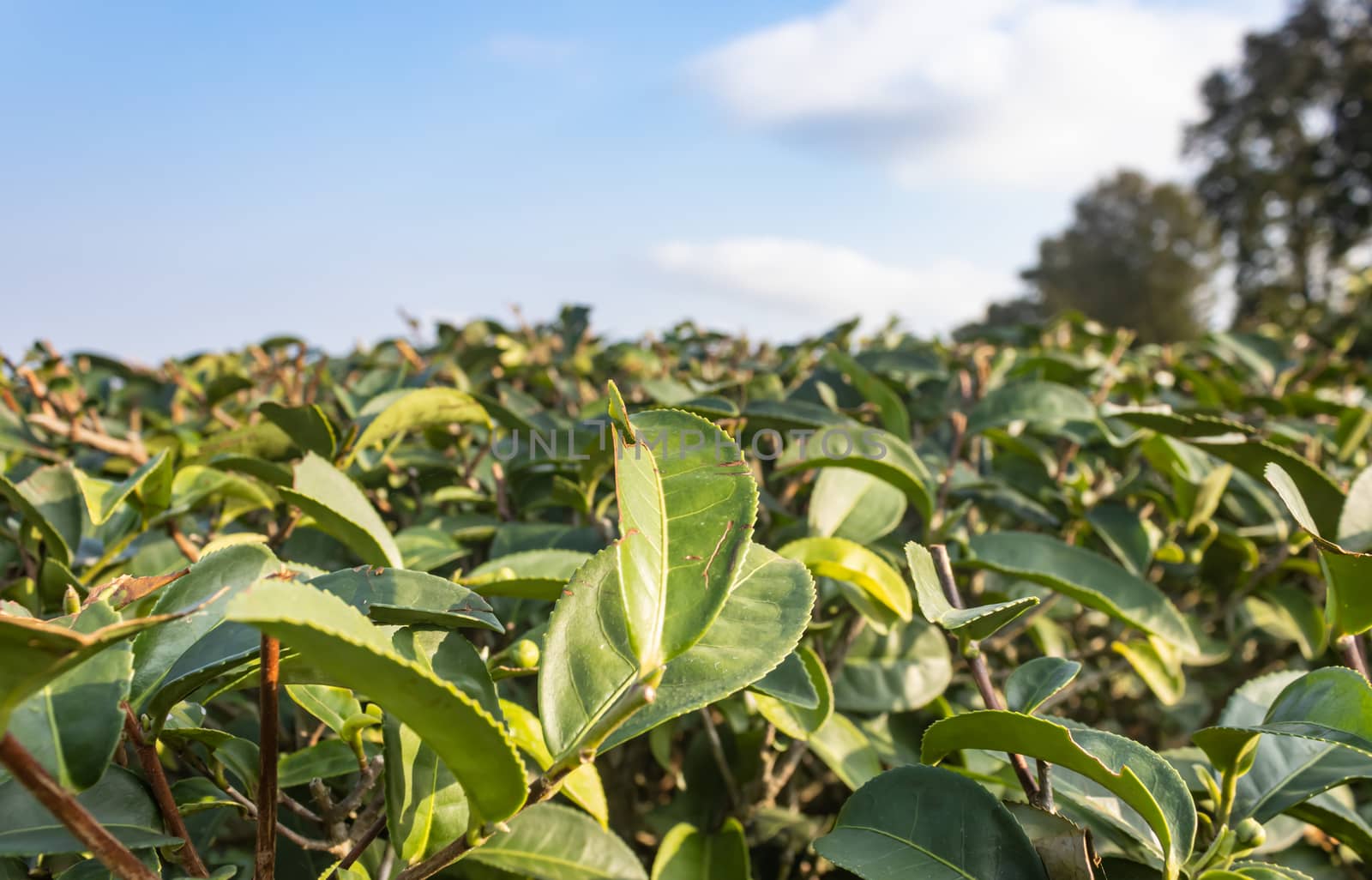 Green Tea Leaves in Tea plantation with Blue Sky and Tree and Sun Light. Tea plantation background with good weather