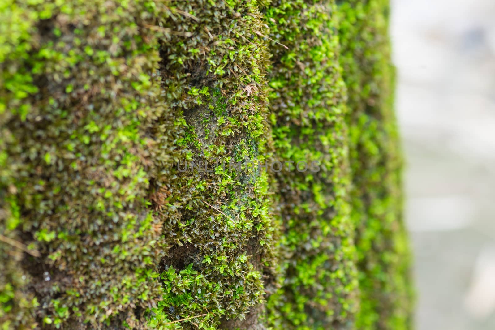 Moss or lichen on cement column.