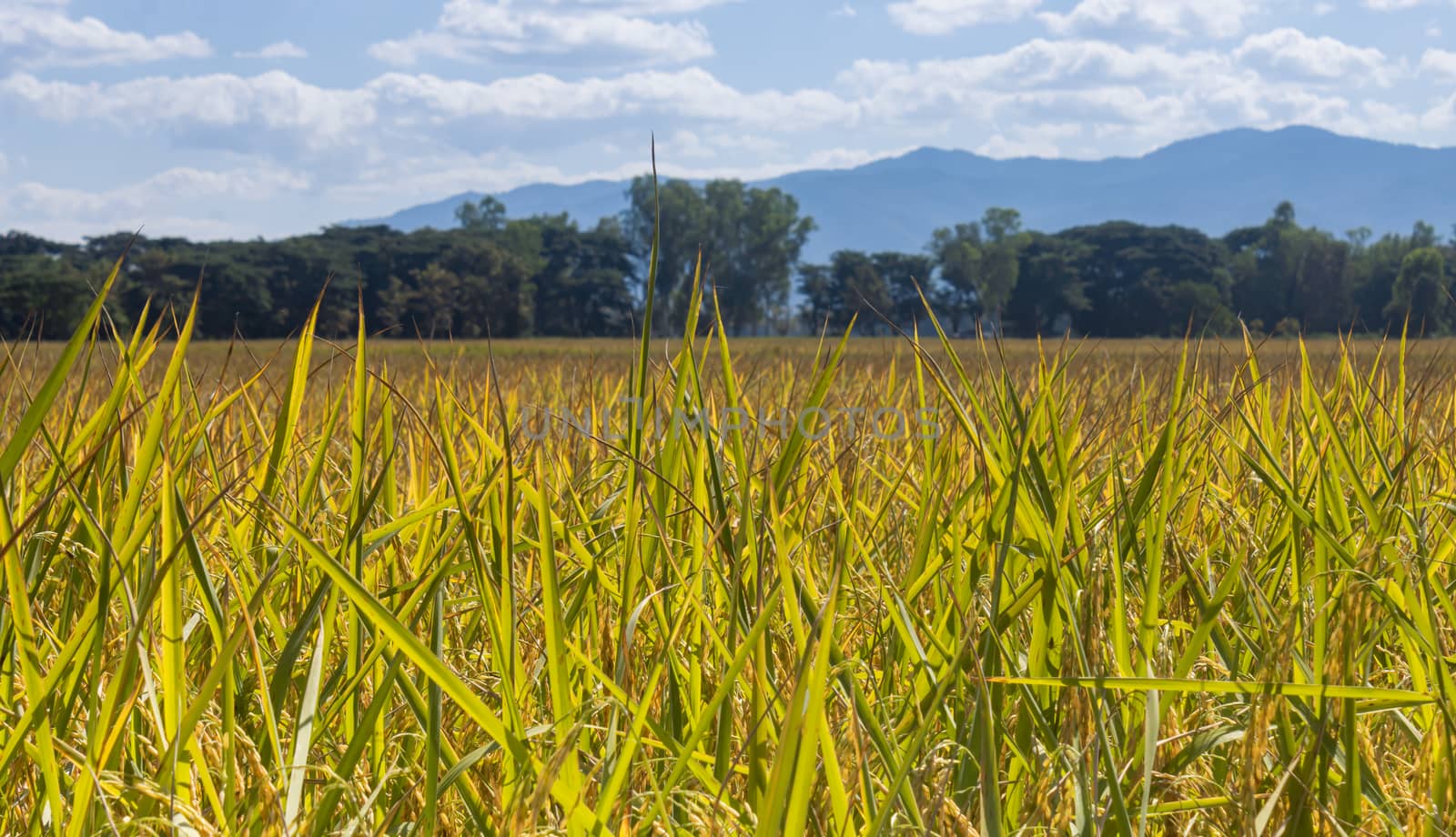 Yellow Green Meadow or Grass Field with Blue Sky Background in Z by steafpong