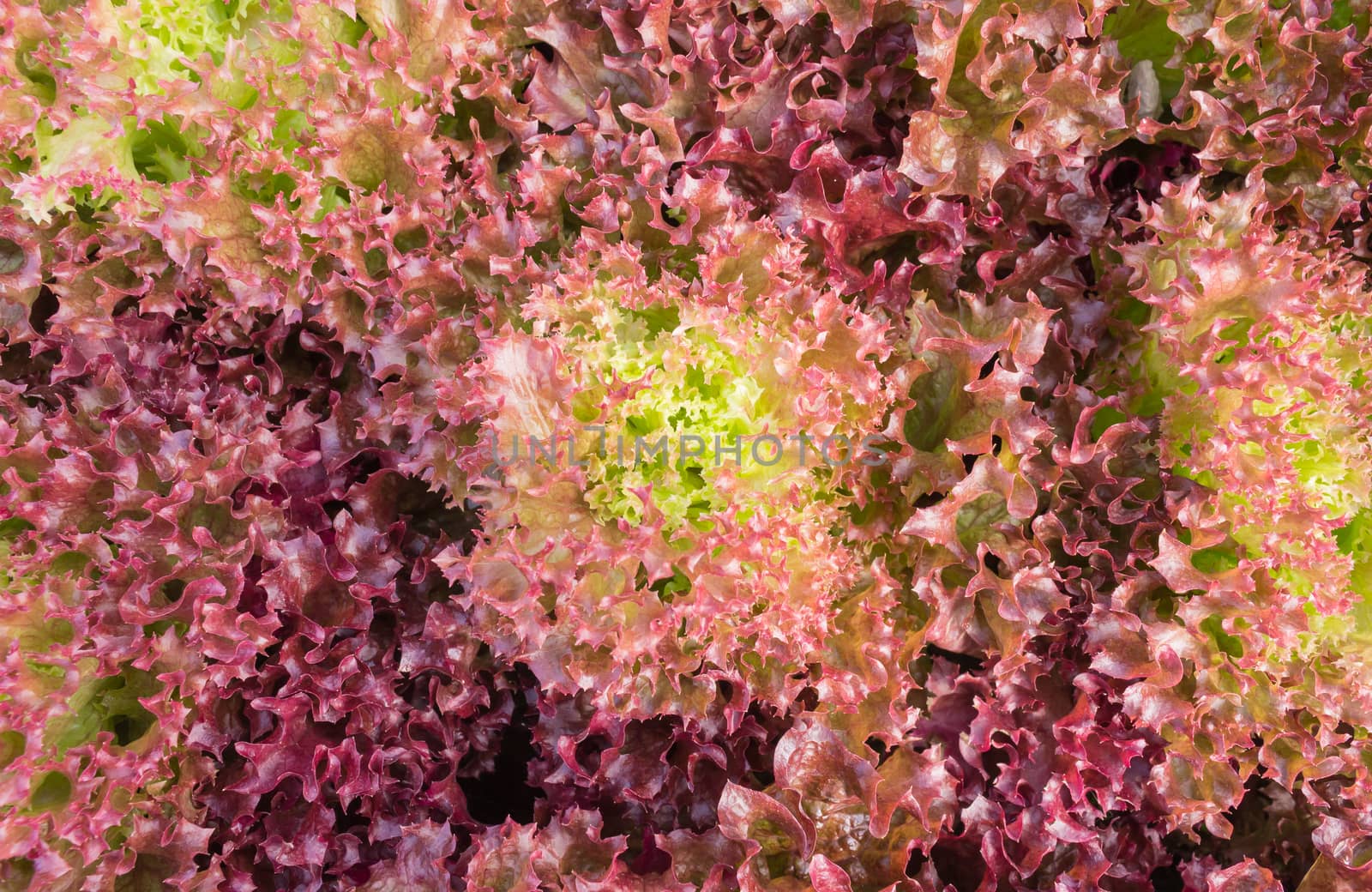 Red leaf lettuce or red coral in garden. Fresh red leaf lettuce or red coral texture. Red leaf lettuce or red coral for health. Vegetarian food red leaf 
lettuce or red coral.