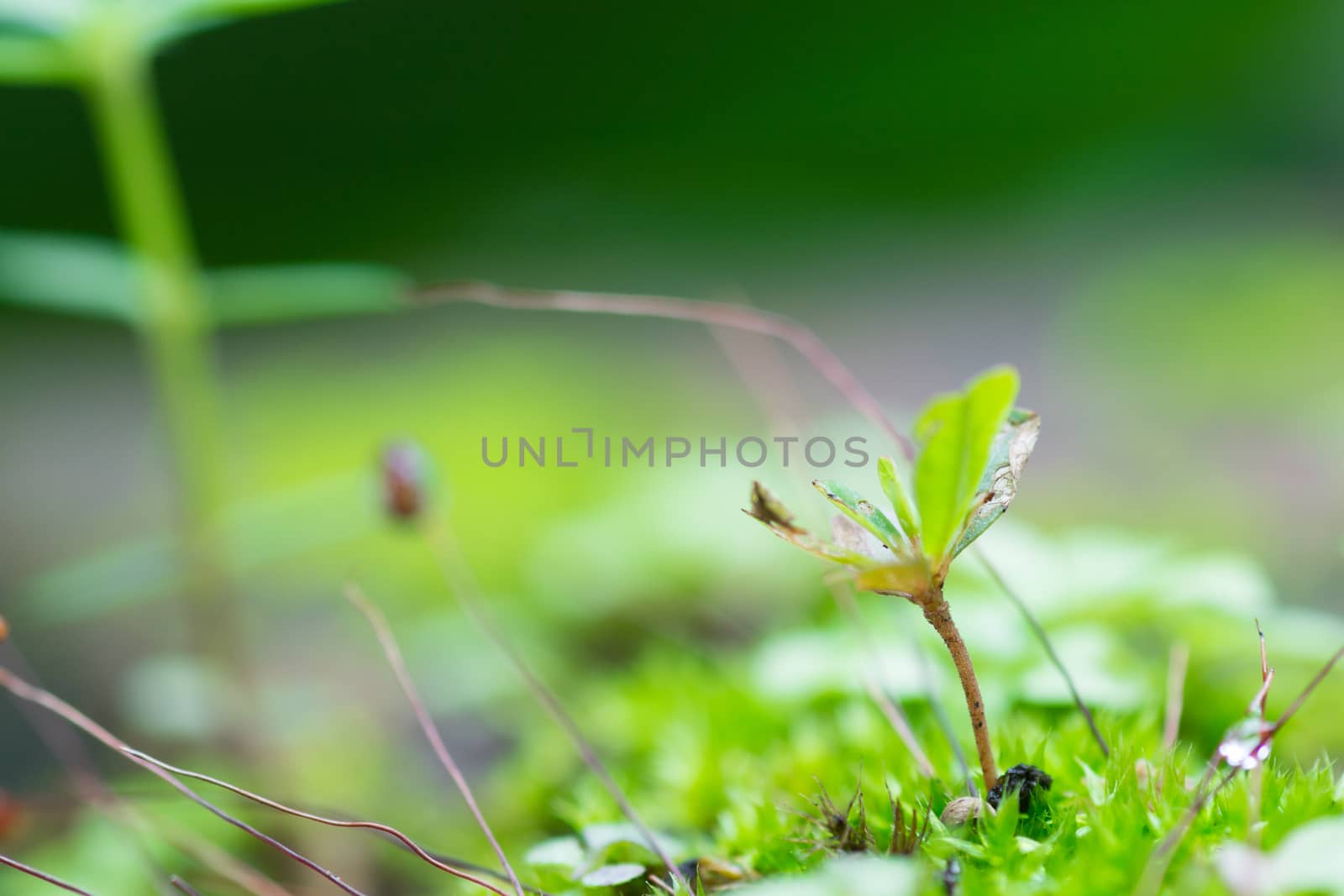 Green little tree or moss in marshland. Small tree on green leaf background.