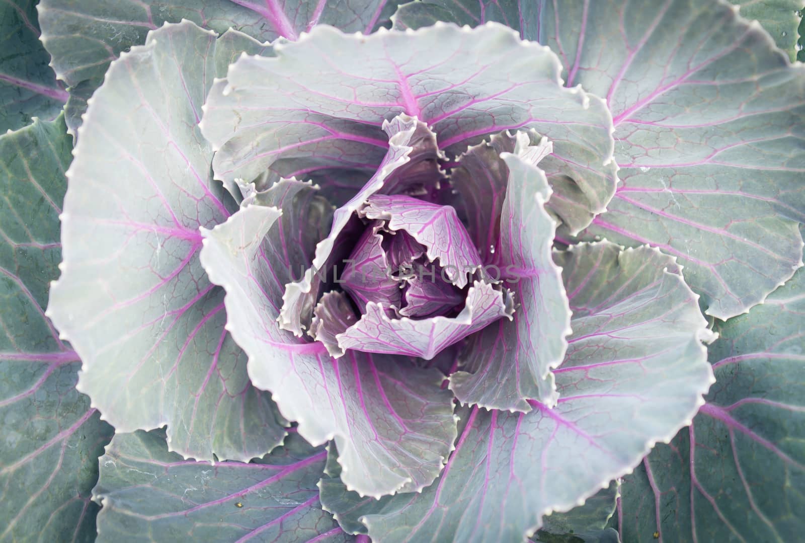 Violet or purple Cabbages for design. Cabbages background in garden. Beautiful ornament Cabbages in natural. Fresh Kale Cabbages 
texture leaves.