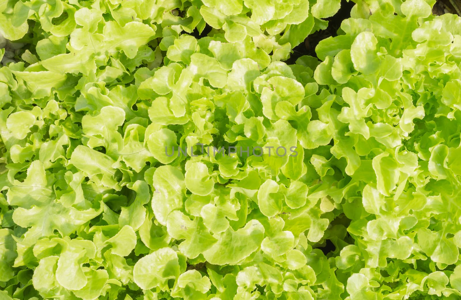Green Oak Lettuce or Green Lettuce for Diet Health by steafpong
