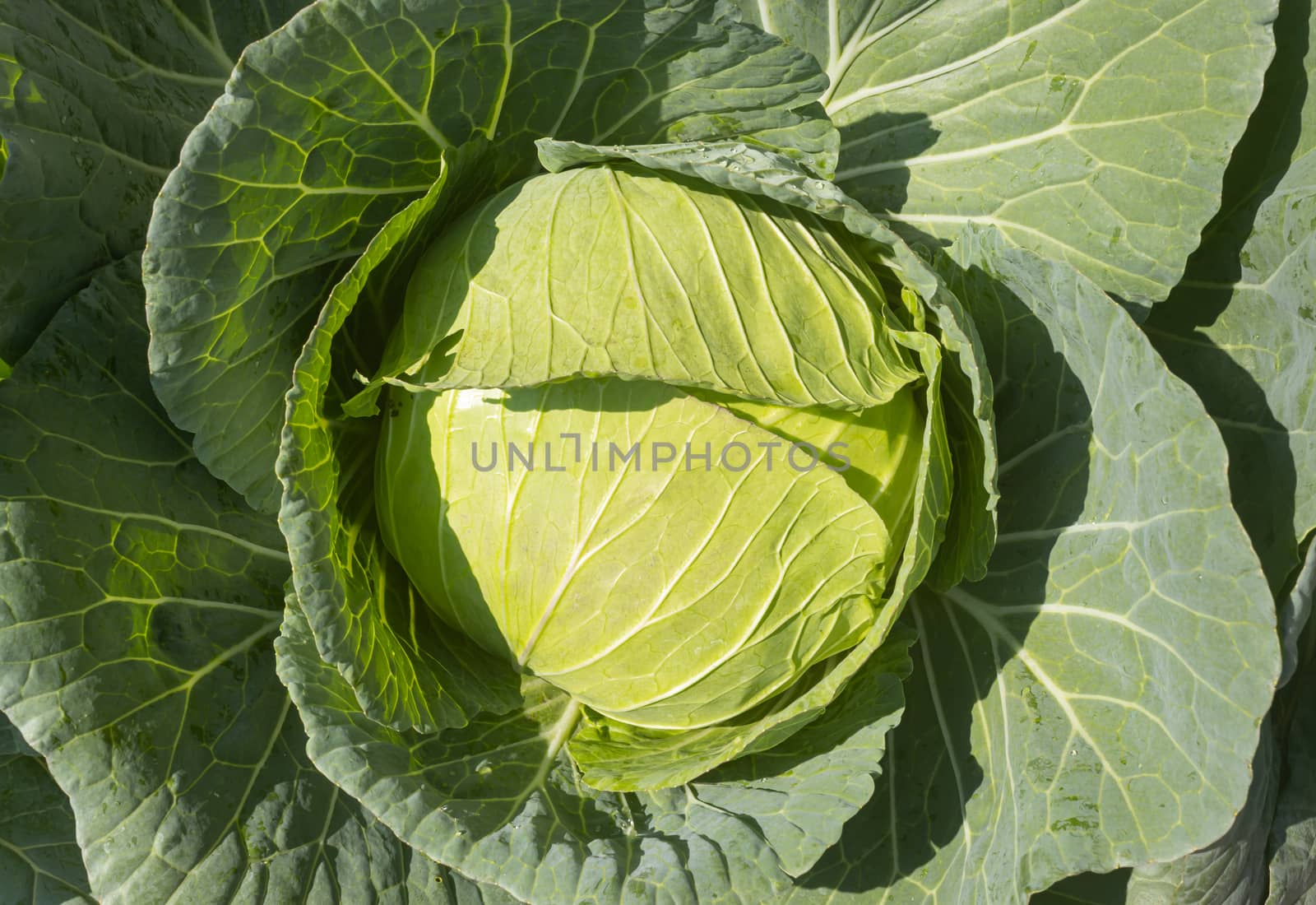 Green Cabbage and Cabbage Leaf with Natural Light in Center Frame. Raw Cabbage in Close Up View