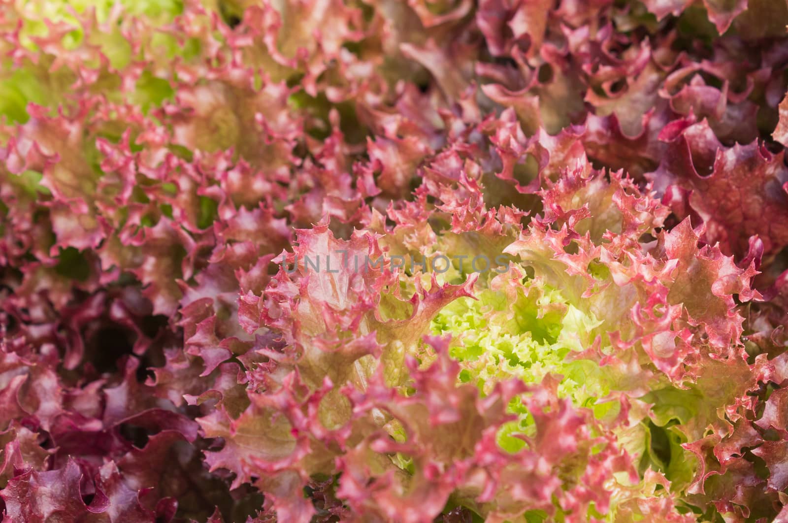 Red leaf lettuce or red coral in garden close up. Fresh red leaf lettuce or red coral texture. Red leaf lettuce or red coral for health. Vegetarian food red leaf 
lettuce or red coral.