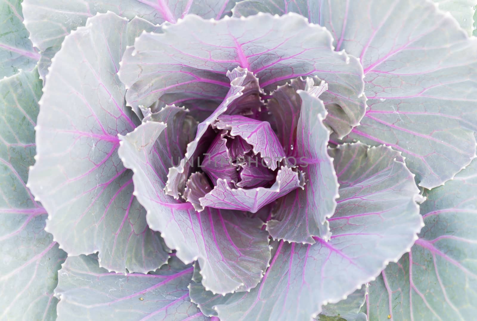 Purple or Violet Cabbages or Kale for Decoration by steafpong