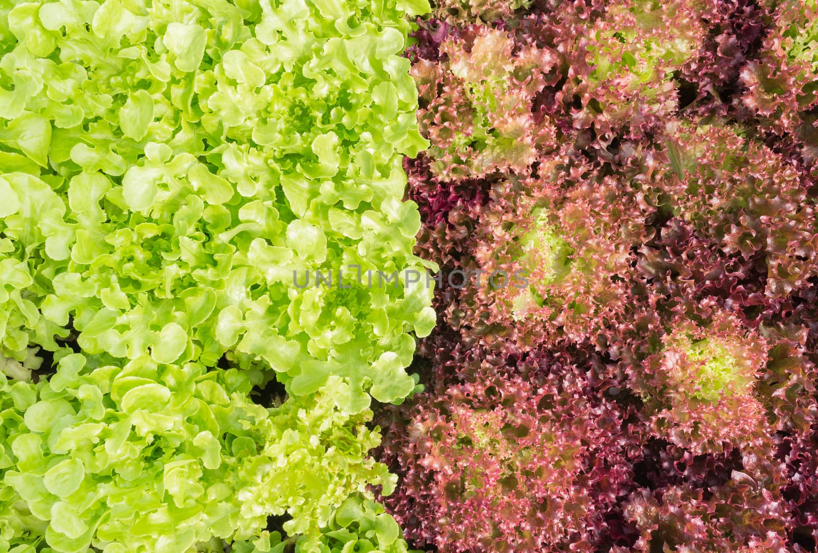 Red Leaf Lettuce or Red Coral and Green Oak Lettuce for Diet Hea by steafpong