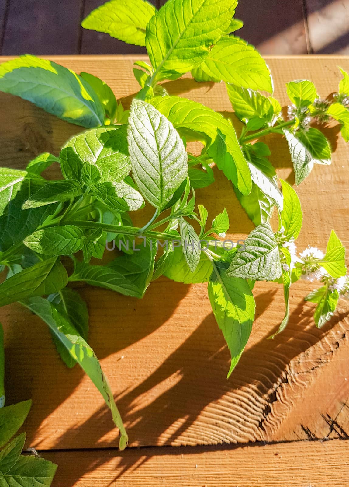 Blooming sprig of mint on a wooden background, evening Sunny Golden light, outdoor, close-up, romantic.