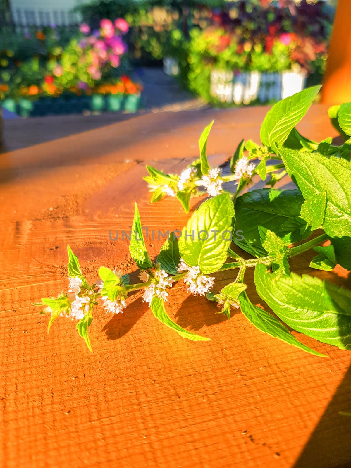 Blooming sprig of mint on a wooden background, evening Sunny Golden light, outdoor, close-up, romantic.