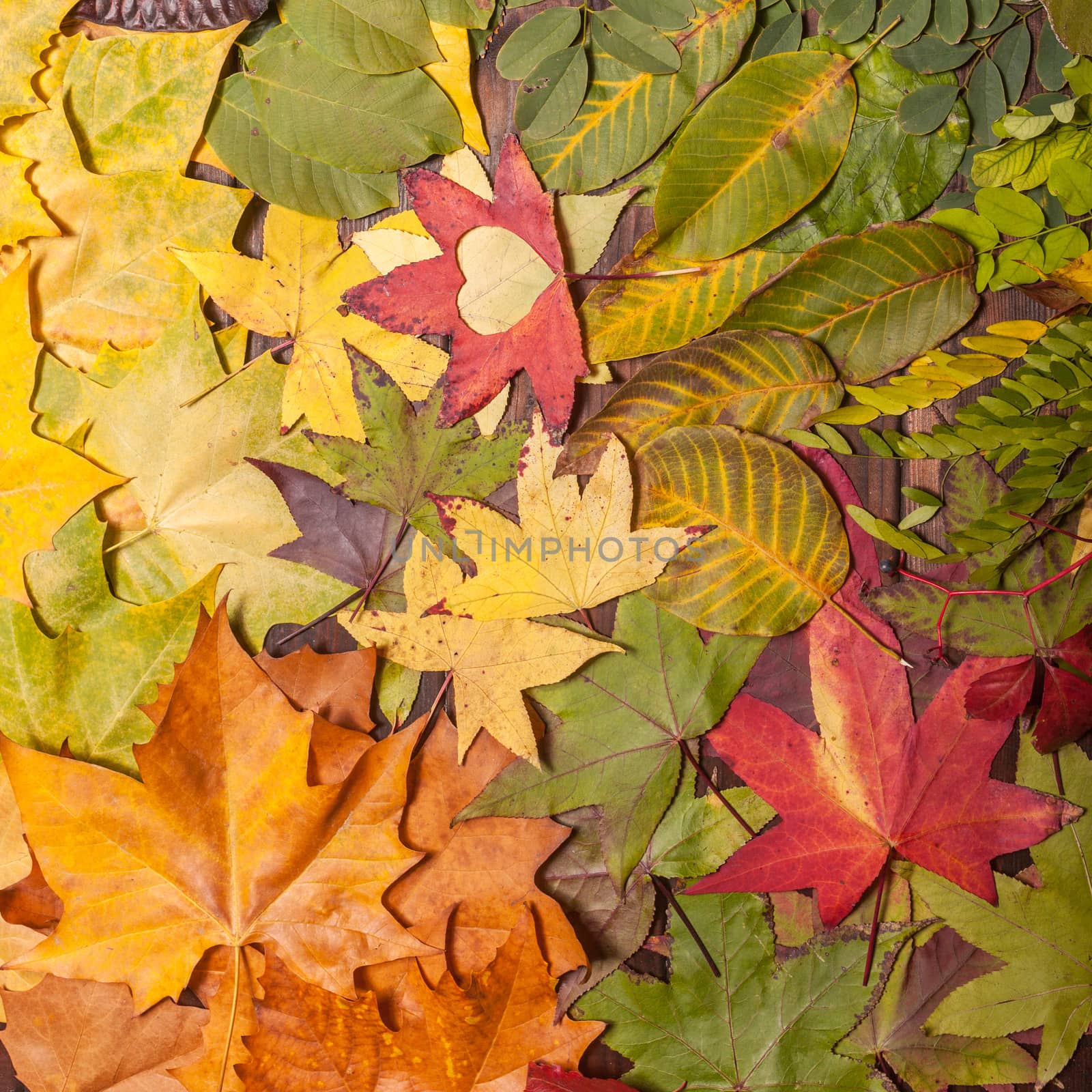 Autumn Leaves over old wooden background by IxMaster