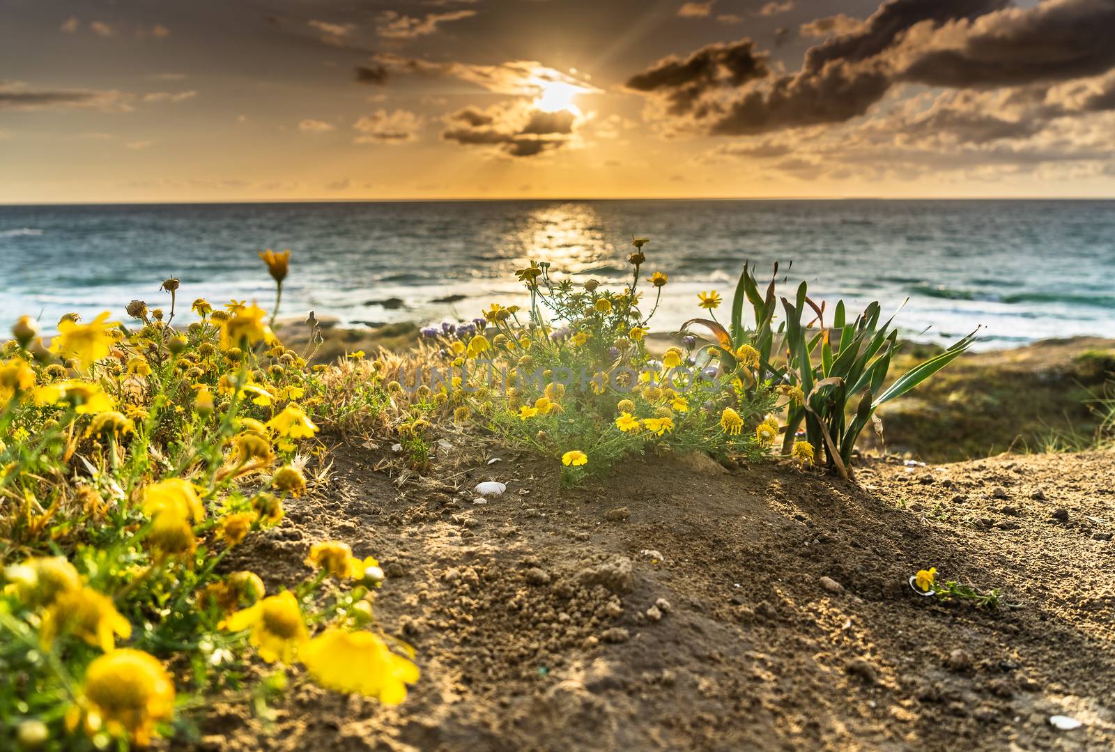 Flowers on mediterranean beach in sunset sea view by javax