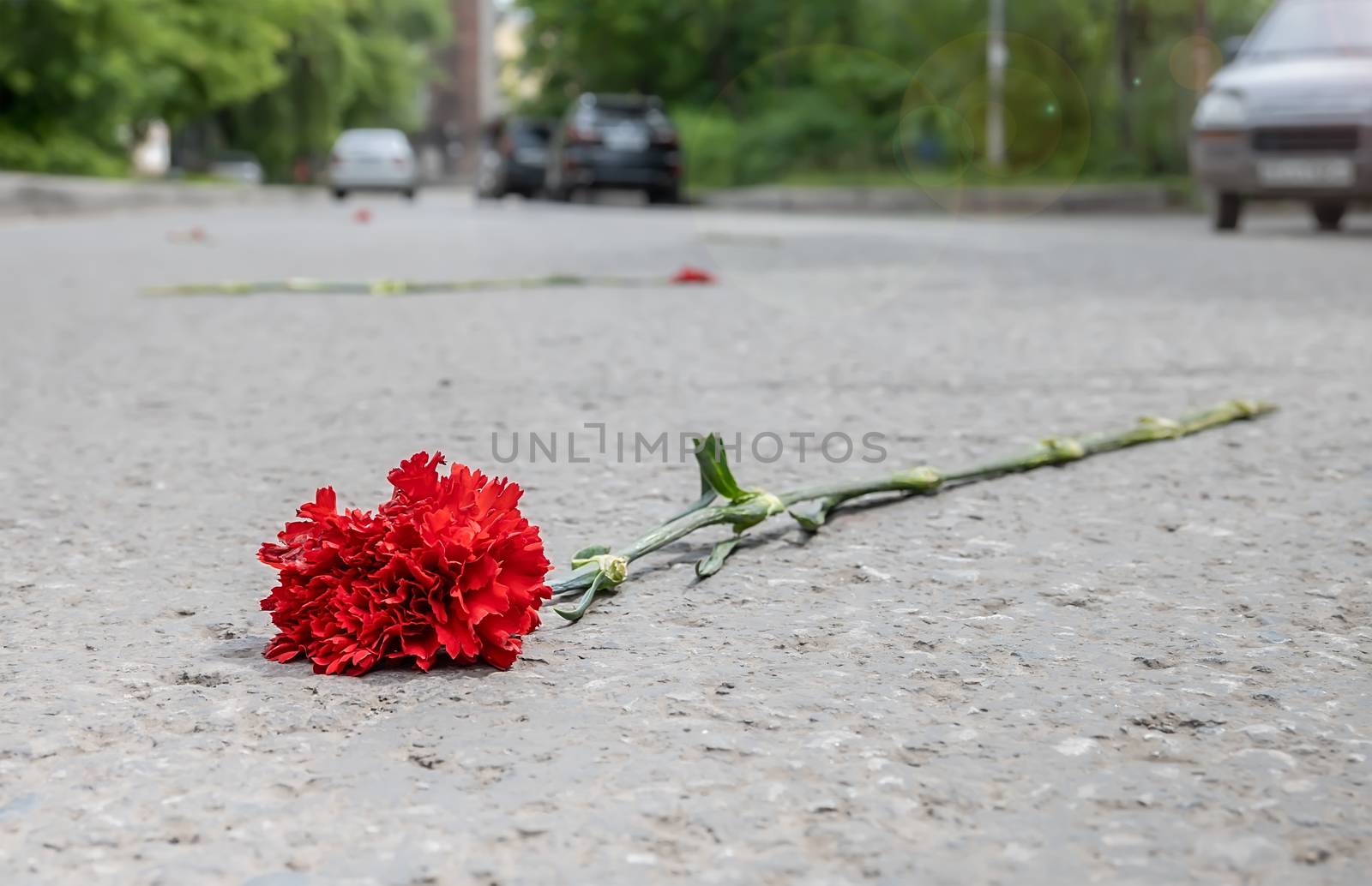 a red carnation flower is lying on the street on the asphalt of the road by jk3030