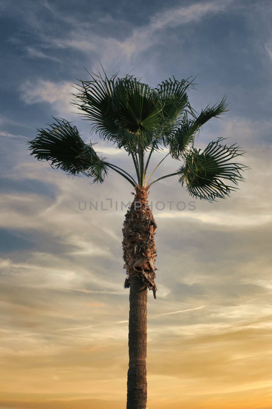 Palm tree on sunset background. Cyprus