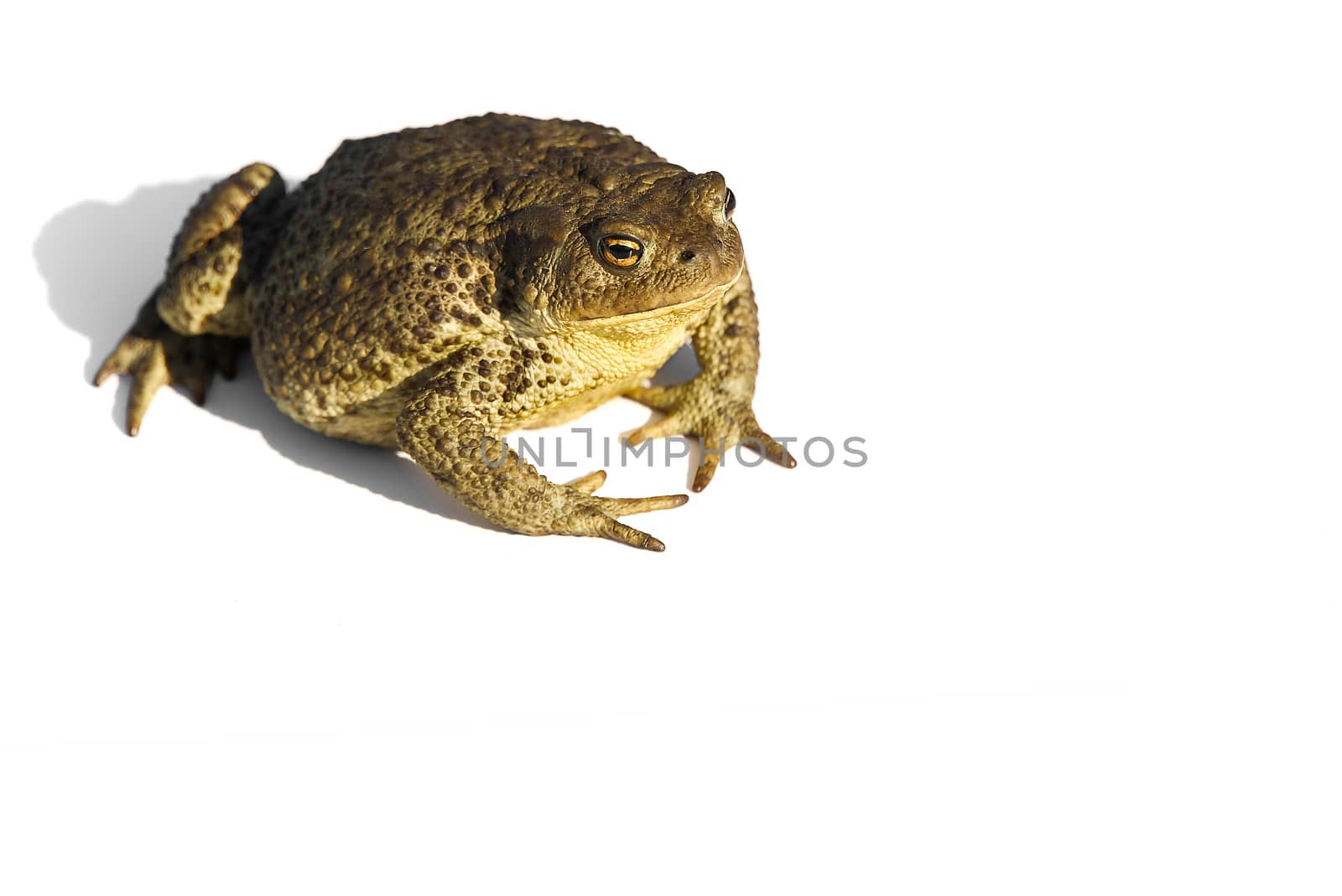 Common toad or European toad, Bufo bufo, isolated on white background. by PhotoTime