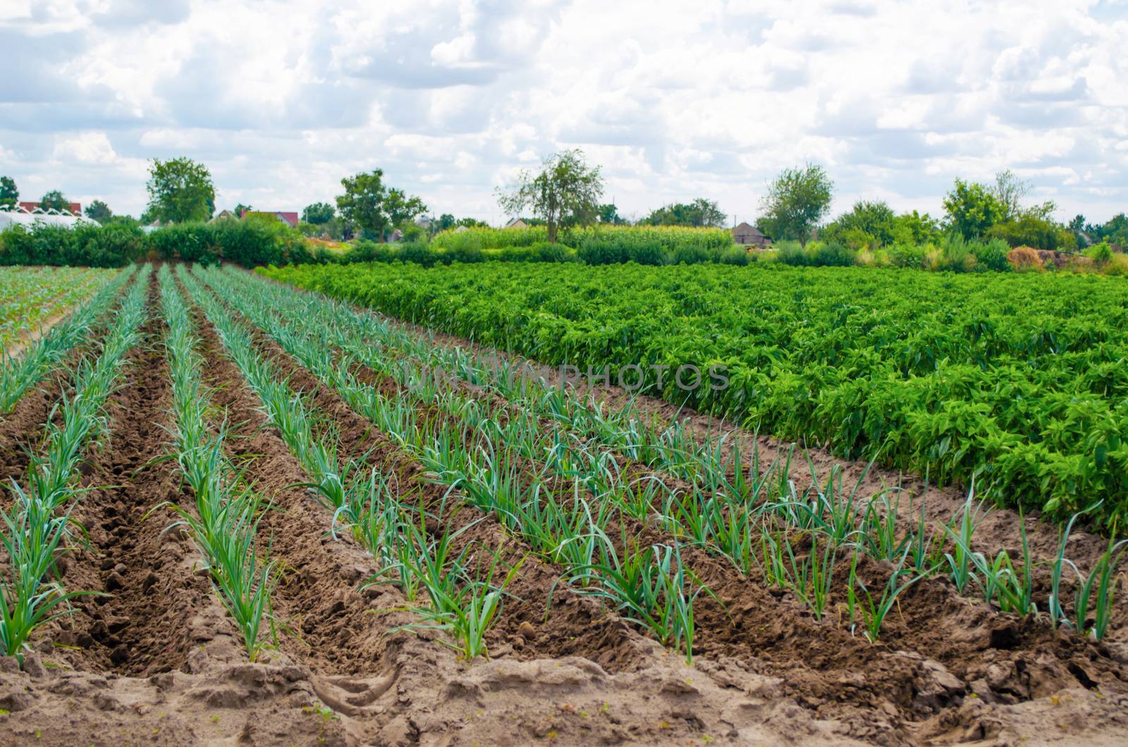 A field of young green leek plantations. Growing vegetables on the farm, harvesting for sale. Cultivation and care for plantation. Improving efficiency of crop. Agribusiness and farming. Countryside.