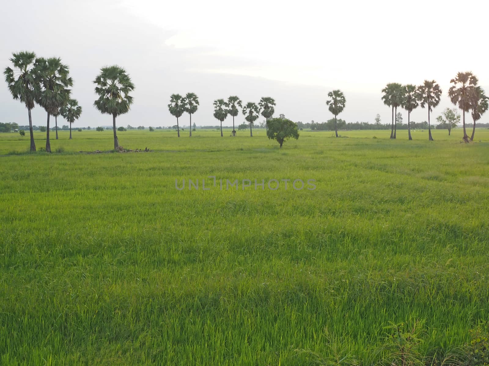 A rice field view during sunset in Thailand. by Unimages2527