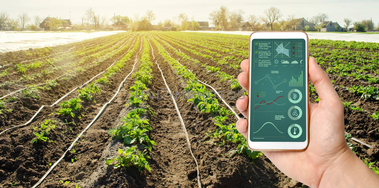 A hand is holding a smartphone with irrigation system management and analytics of data on the status of potato bushes. Young potatoes growing in the field. Agriculture landscape. Farming. by iLixe48