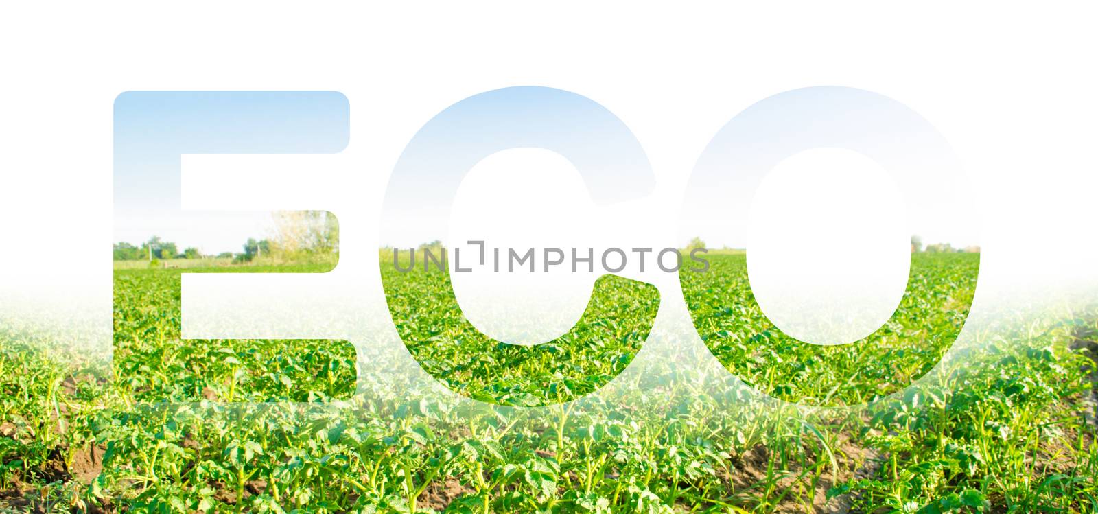 The inscription ECO on the background of a potato plantation field. Agribusiness and agro-industry. Beautiful landscape. Agriculture. The use of innovative technologies, equipment and fertilizers. by iLixe48