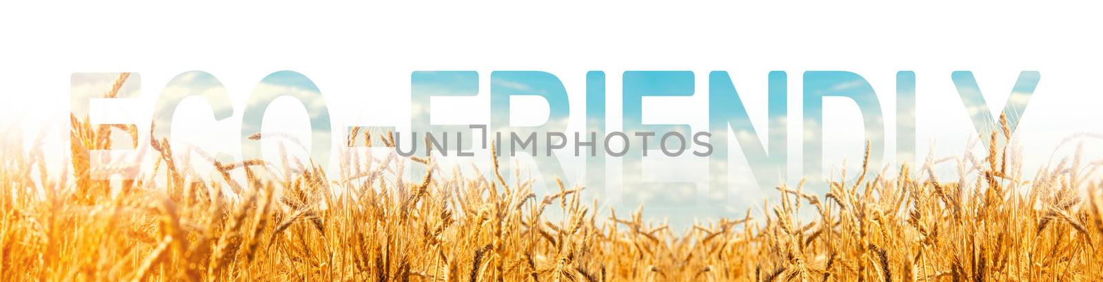 The inscription Eco-friendly on the background of a wheat plantation. Environmentally friendly harvest, quality control. yellow wheat grows in the soil. eco-friendly agricultural products. by iLixe48