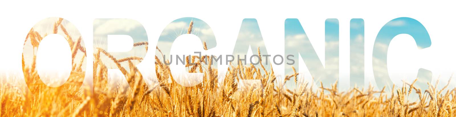The inscription Organic on the background of a field of wheat plantation. Production of organic agricultural products. Environmentally friendly and safe product without chemicals.